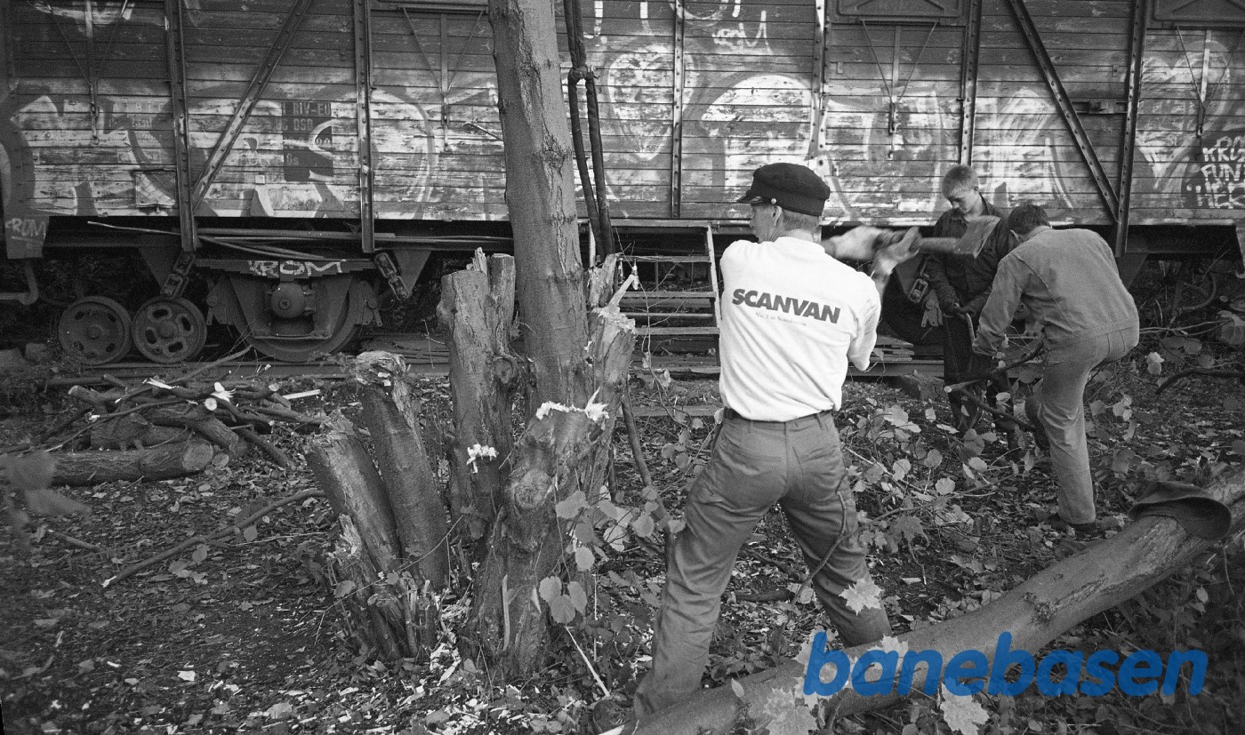 Fældning af træer i Rungsted Fældning af træer i Rungsted