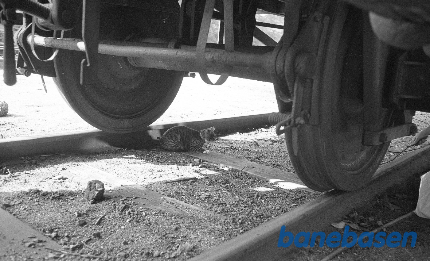 Kat under vogn Kat under vogn