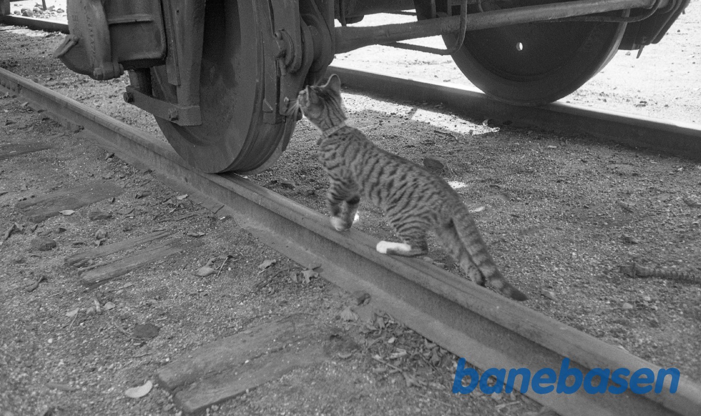 Kat under jernbanevogn Kat under jernbanevogn