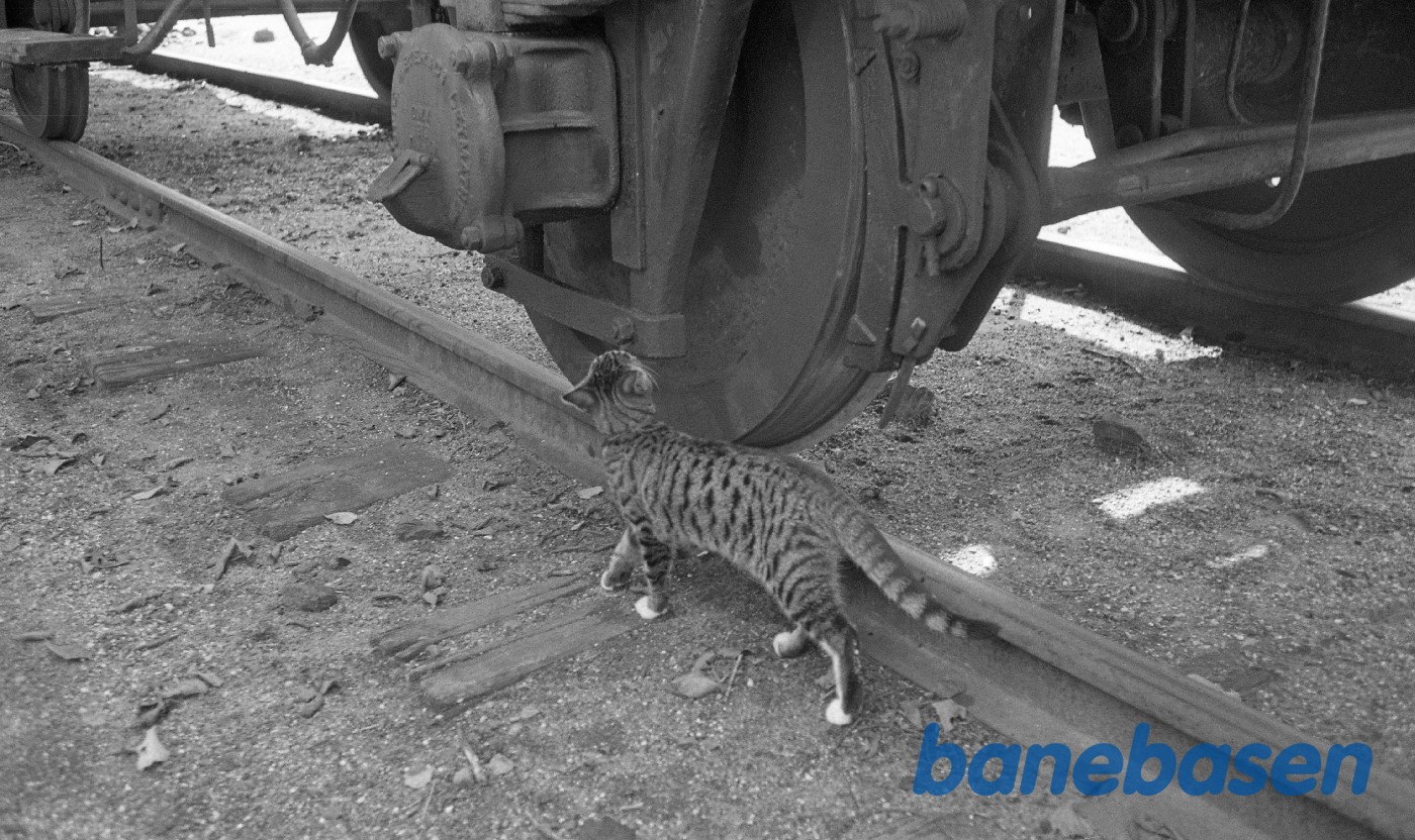 Kat under jernbanevogn Kat under jernbanevogn