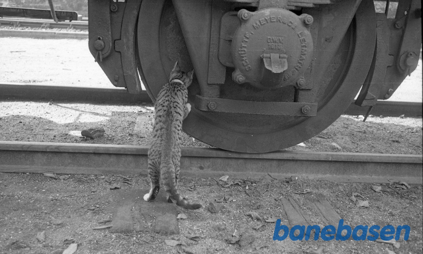 Kat under jernbanevogn Kat under jernbanevogn