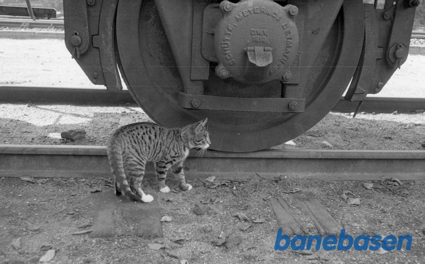 Kat under jernbanevogn Kat under jernbanevogn