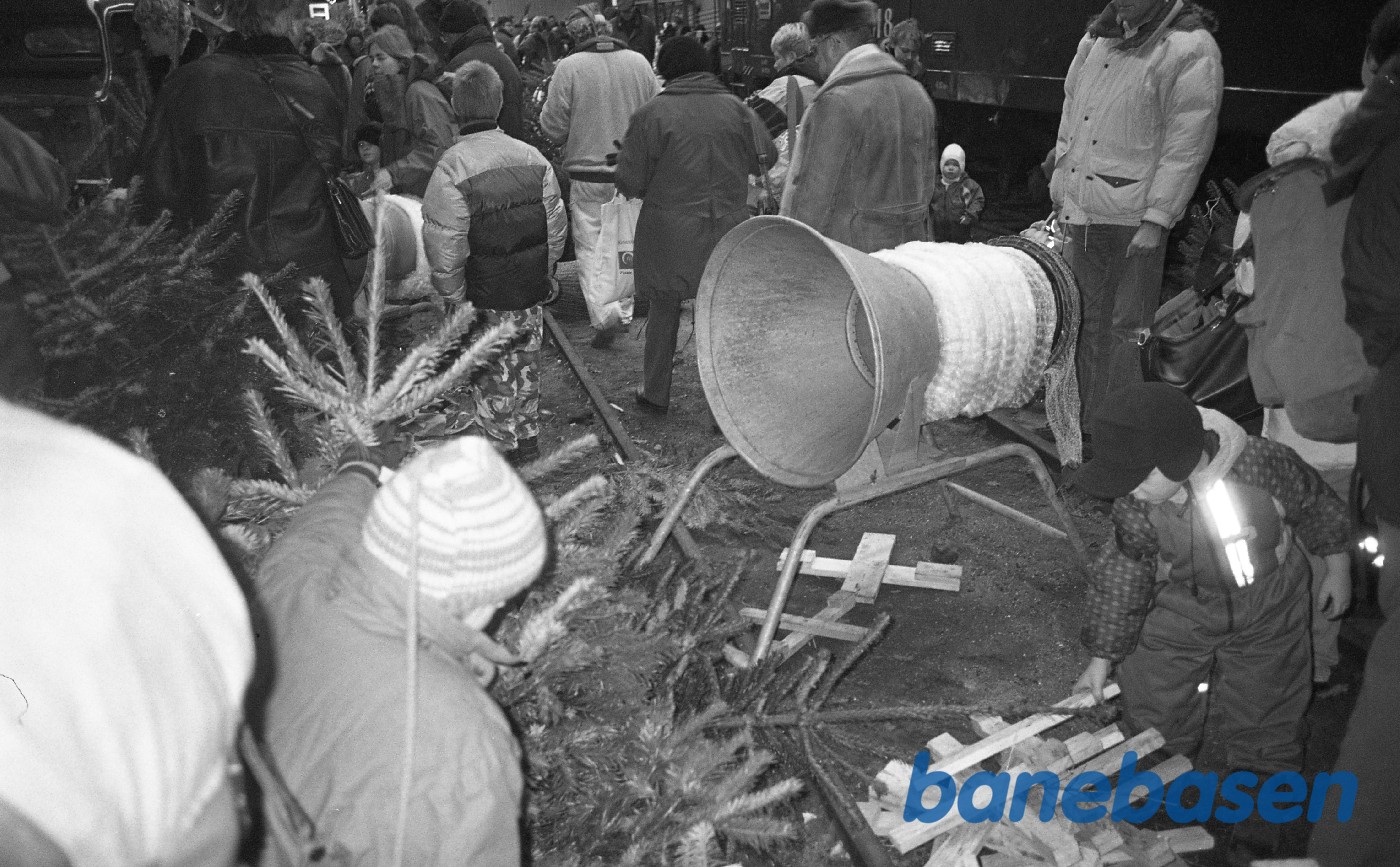 Juletræer pakkes, M8 i baggrunden Juletræer pakkes, M8 i baggrunden