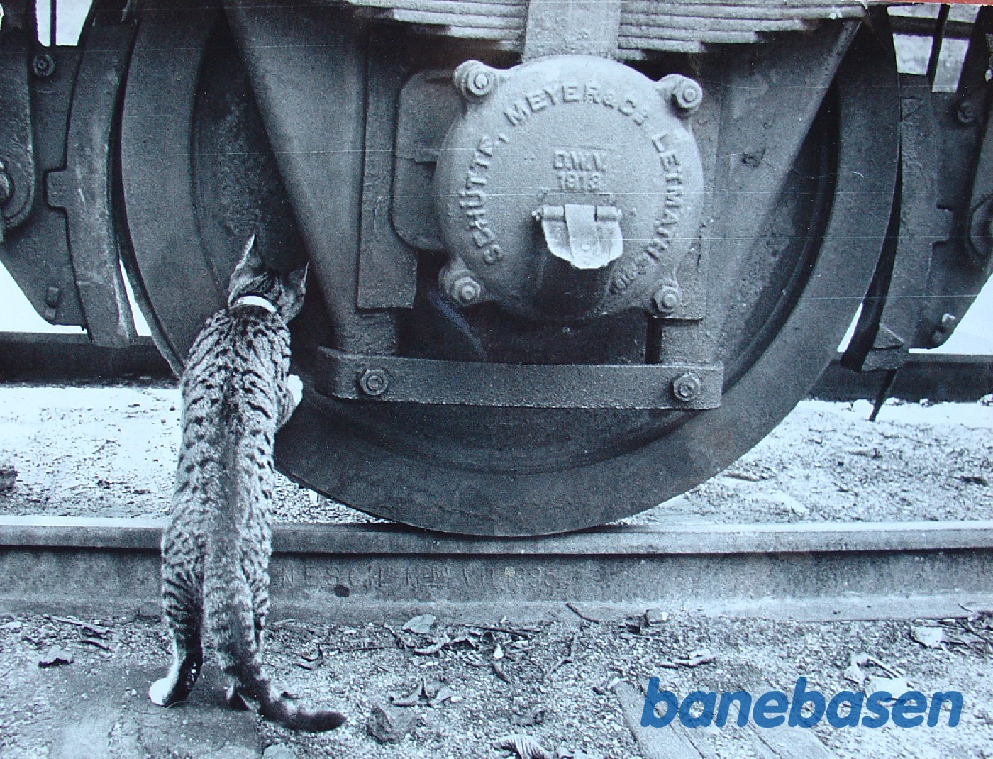 Kat ved vognhjul Kat ved vognhjul