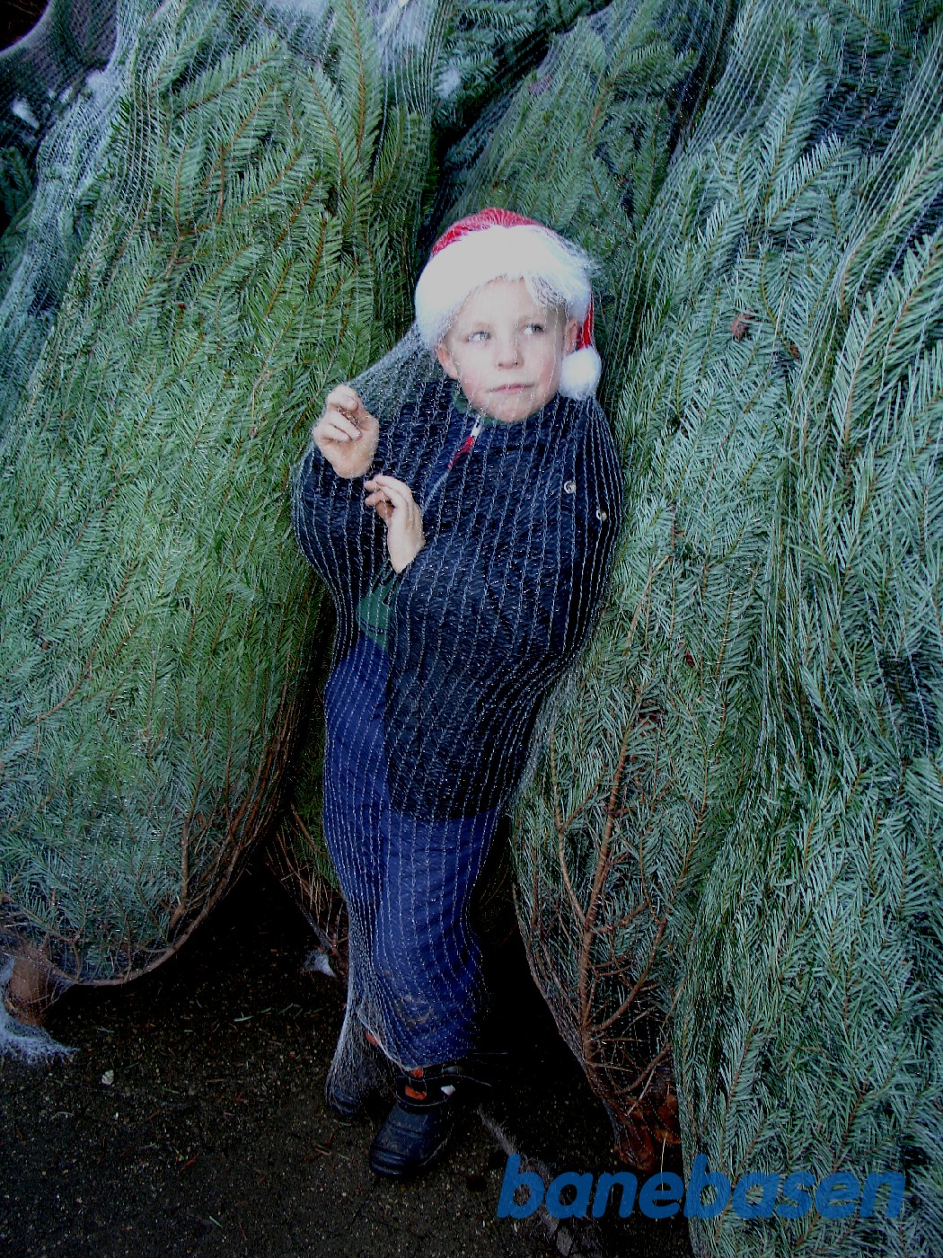 Dreng og juletræer i Mårum Dreng og juletræer i Mårum