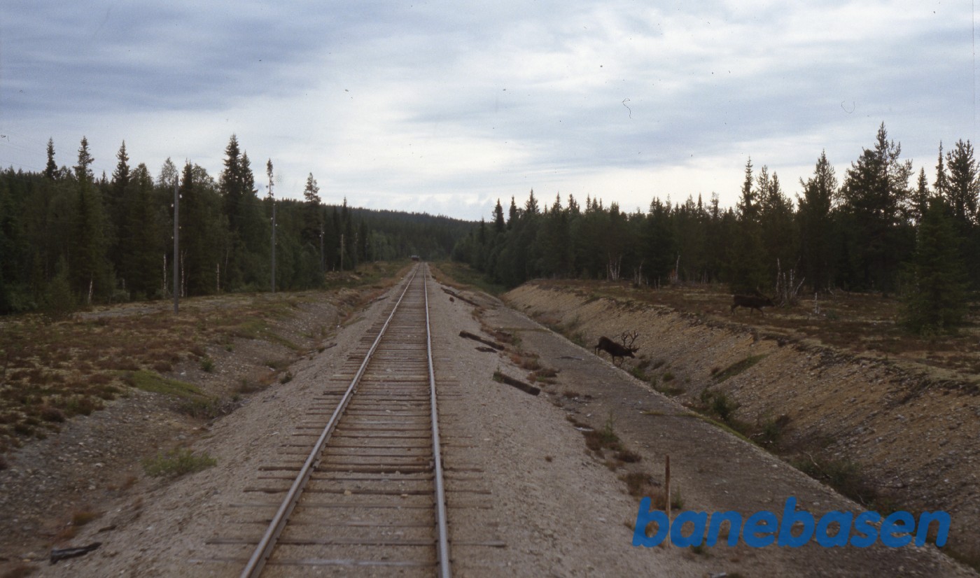 Toget stoppede så rensdyrene ude til højre, kunne krydse banen Toget stoppede så rensdyrene ude til højre, kunne krydse banen
