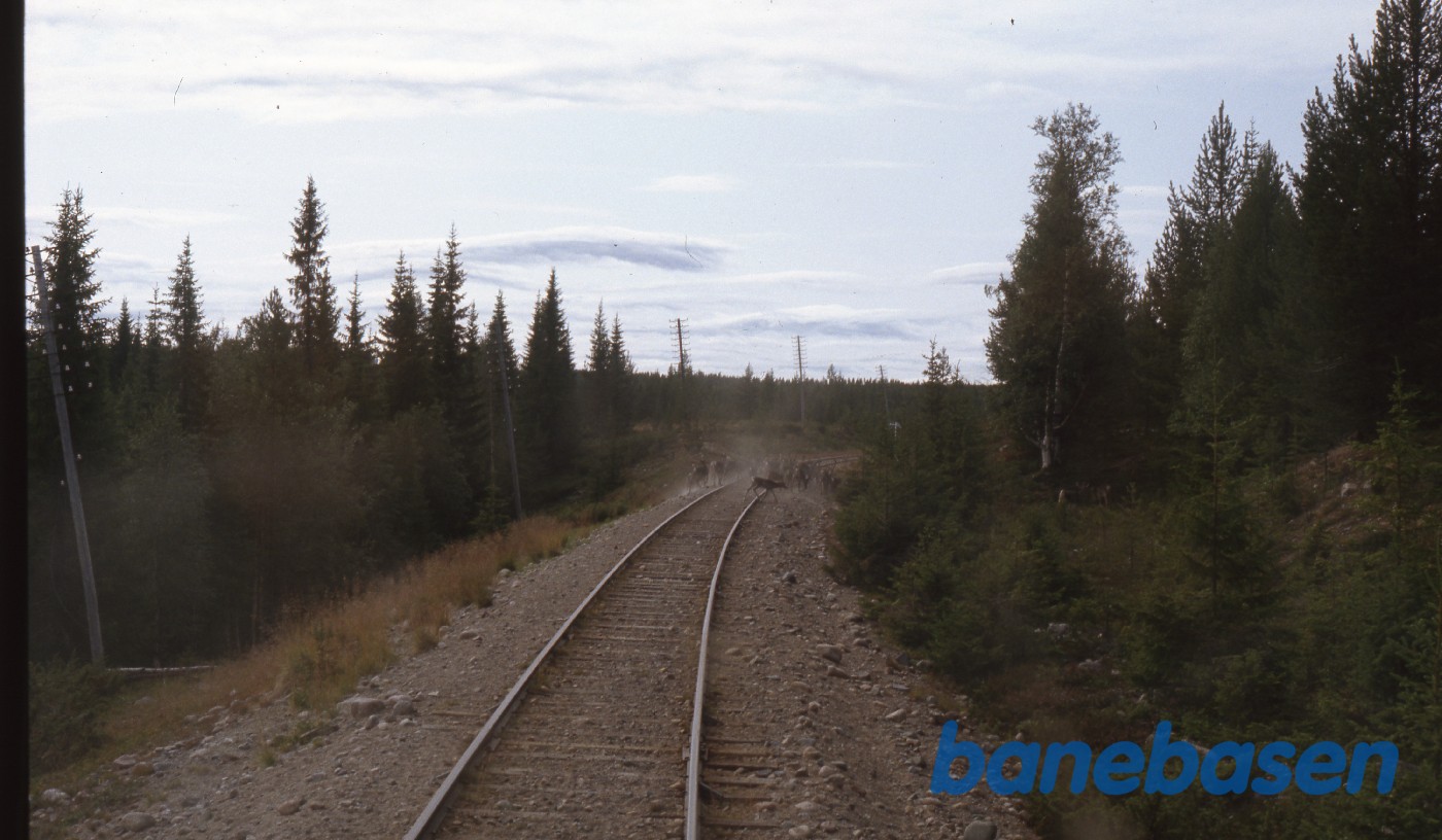 Toget stoppede så rensdyrene kunne krydse banen Toget stoppede så rensdyrene kunne krydse banen