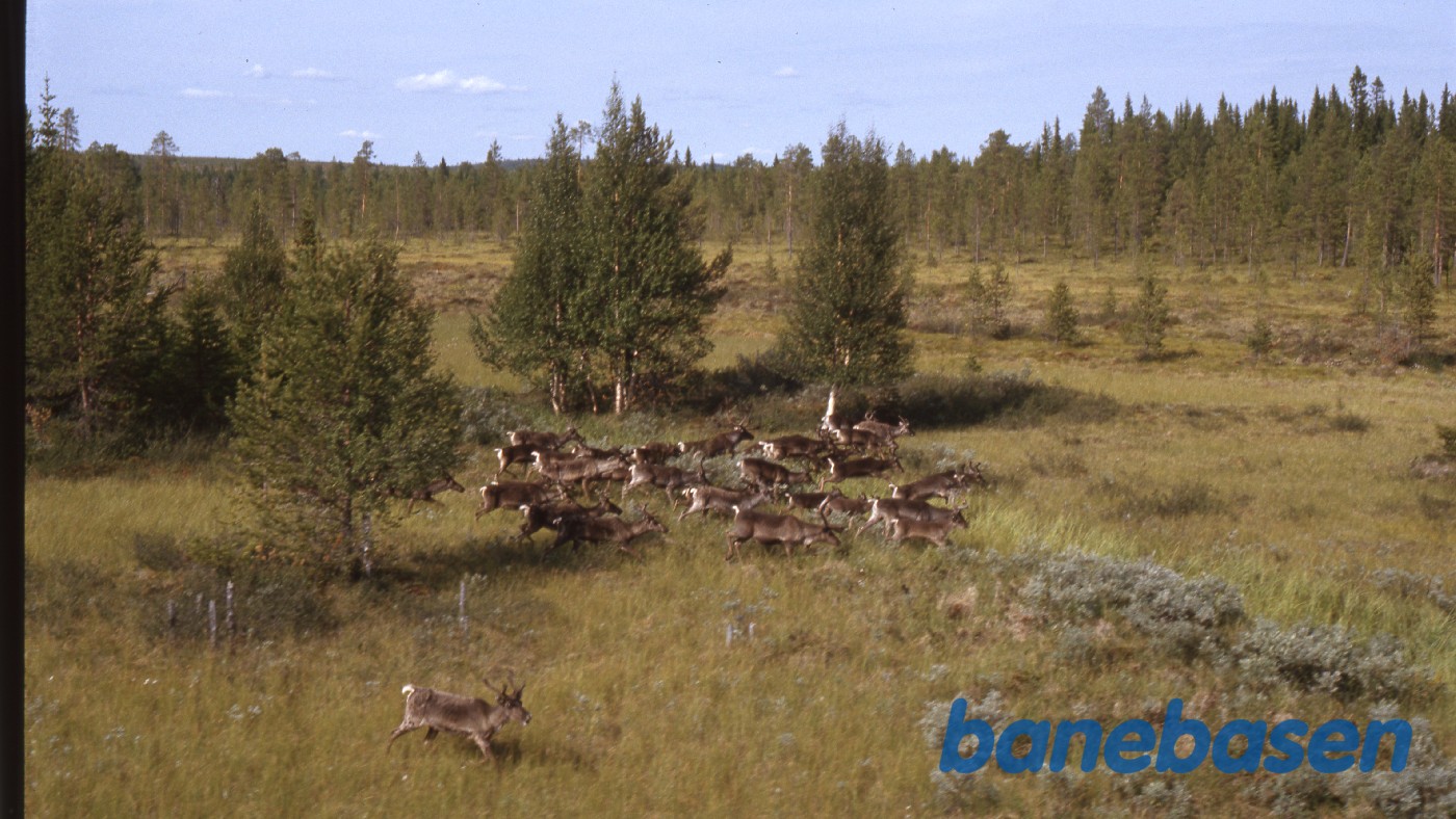 Toget stoppede så rensdyrene kunne krydse banen Toget stoppede så rensdyrene kunne krydse banen