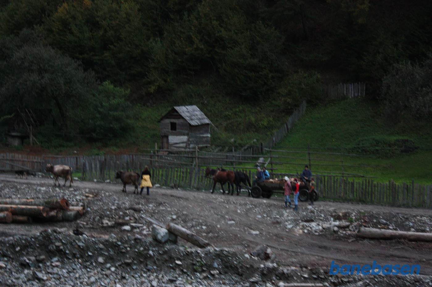 Køer og hestevogn langs bane