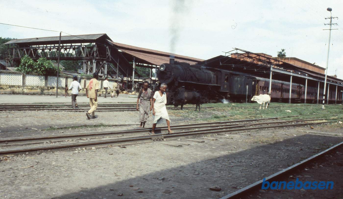 Persontoget holder ved perron mens inderne går over sporene. 2 køer græsser