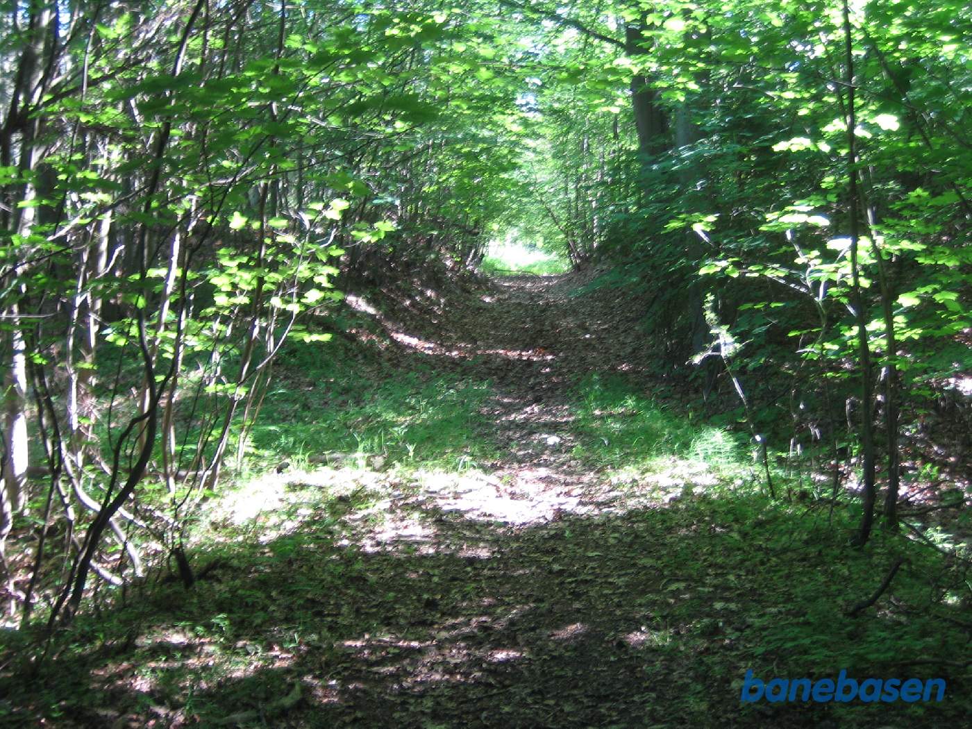 Vi er et stykke inde i Ravnsholt skov og kigger væk fra teglværket Vi er et stykke inde i Ravnsholt skov og kigger væk fra teglværket