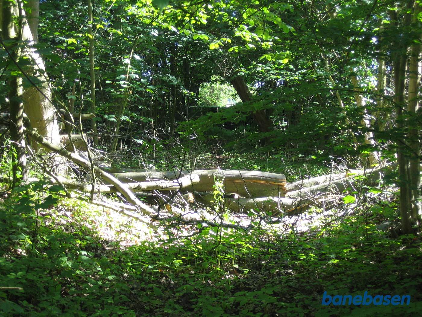 Vi er et stykke inde i Ravnsholt skov og kigger væk fra teglværket