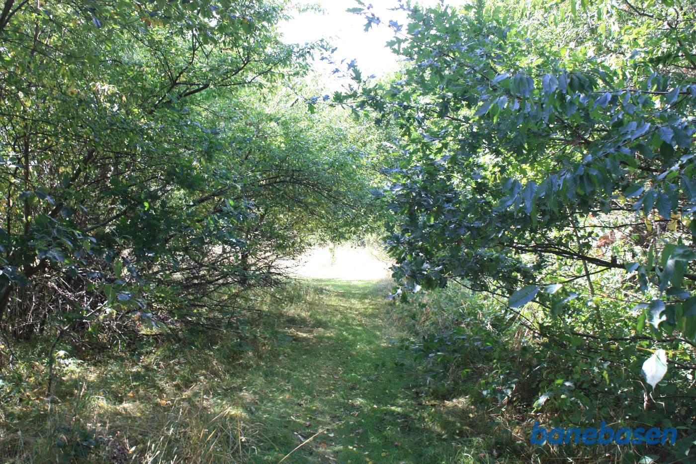 Inde i den tætte bevoksning finder vi en sti, vi kigger her i retning mod Rønne Inde i den tætte bevoksning finder vi en sti, vi kigger her i retning mod Rønne