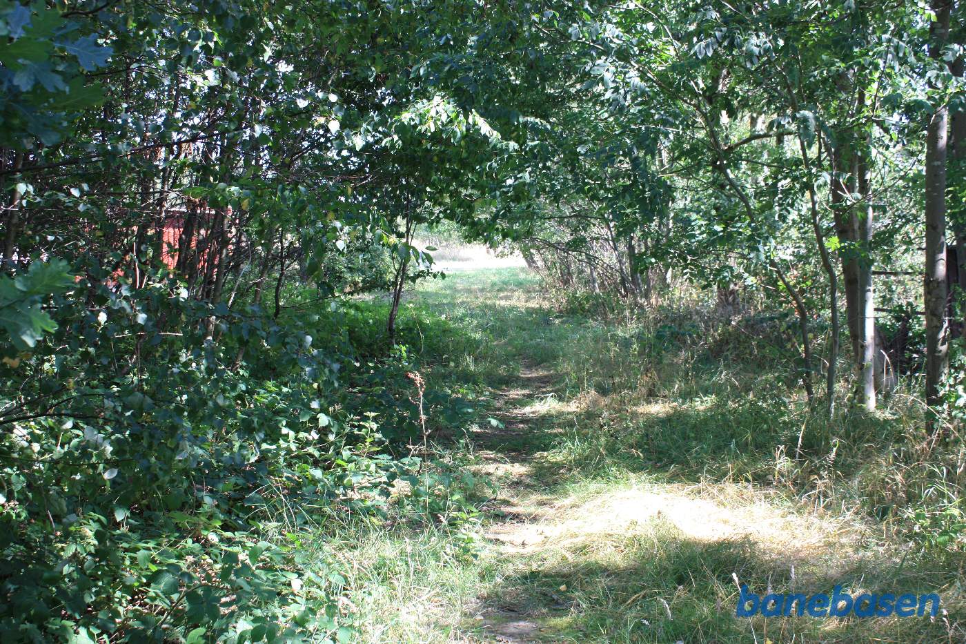 Inde i den tætte bevoksning finder vi en sti, vi kigger her i retning mod Nexø