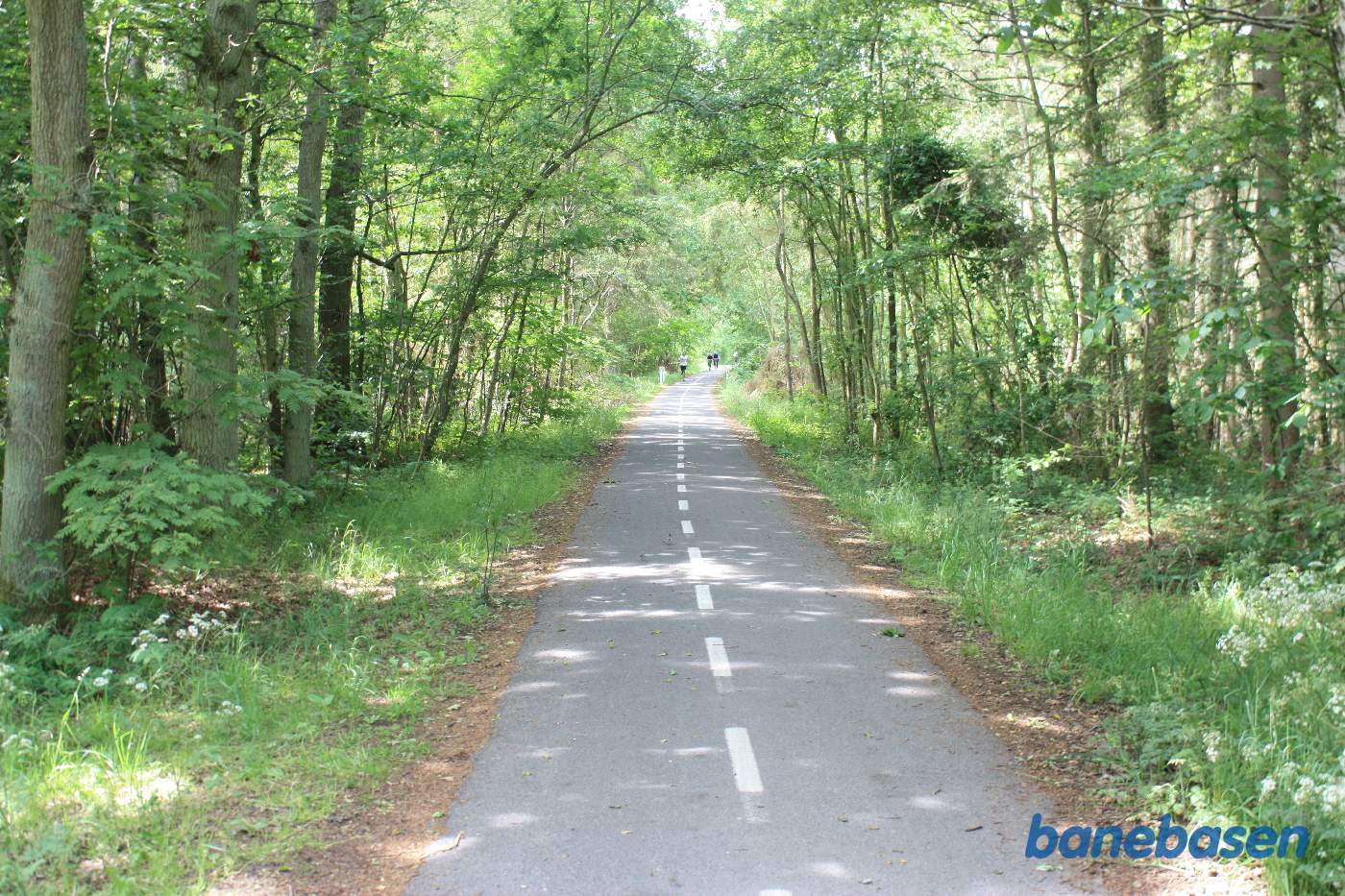 Stien gennem skoven set i retning mod Rønne Stien gennem skoven set i retning mod Rønne