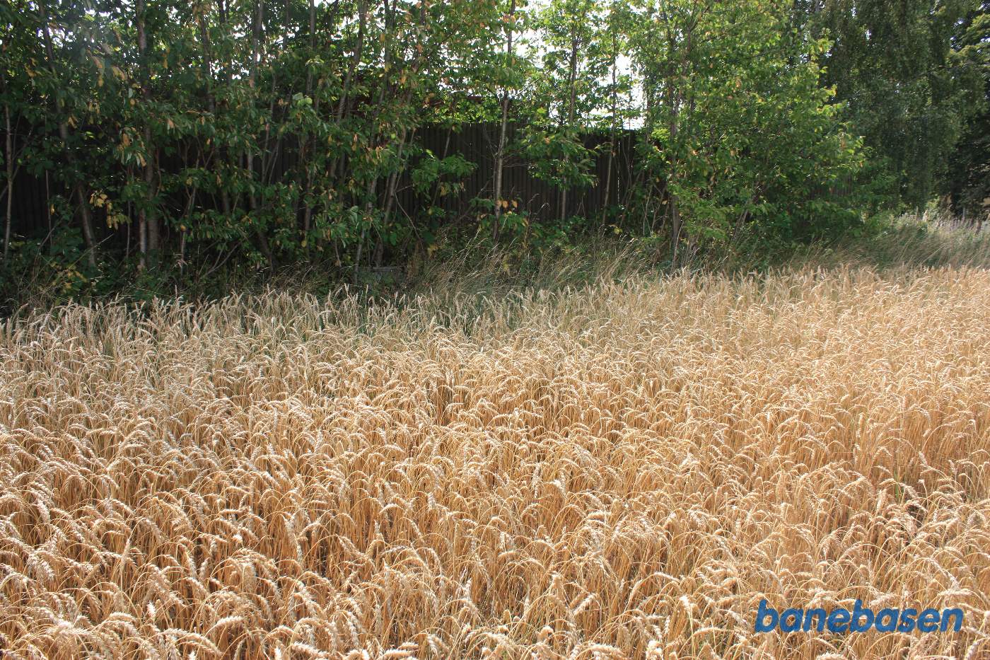 Vi står på marken lige bag mejeriet og kigger i retning mod Rønne Vi står på marken lige bag mejeriet og kigger i retning mod Rønne