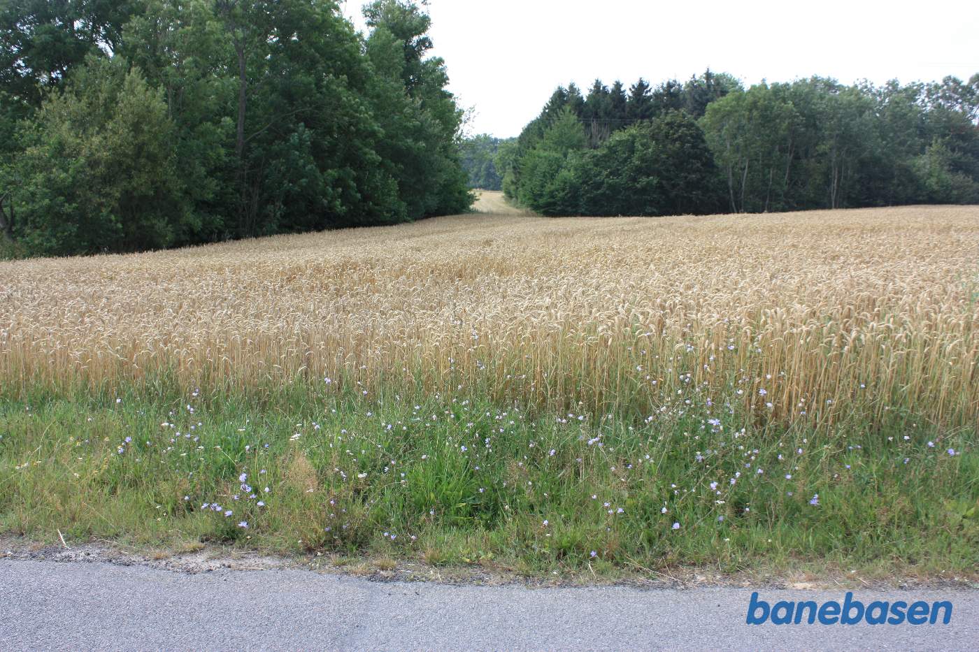 Vi er på Tombyvej og kigger i retning mod Rønne. Banen fulgte den højre skovkant midt i billedet Vi er på Tombyvej og kigger i retning mod Rønne. Banen fulgte den højre skovkant midt i billedet