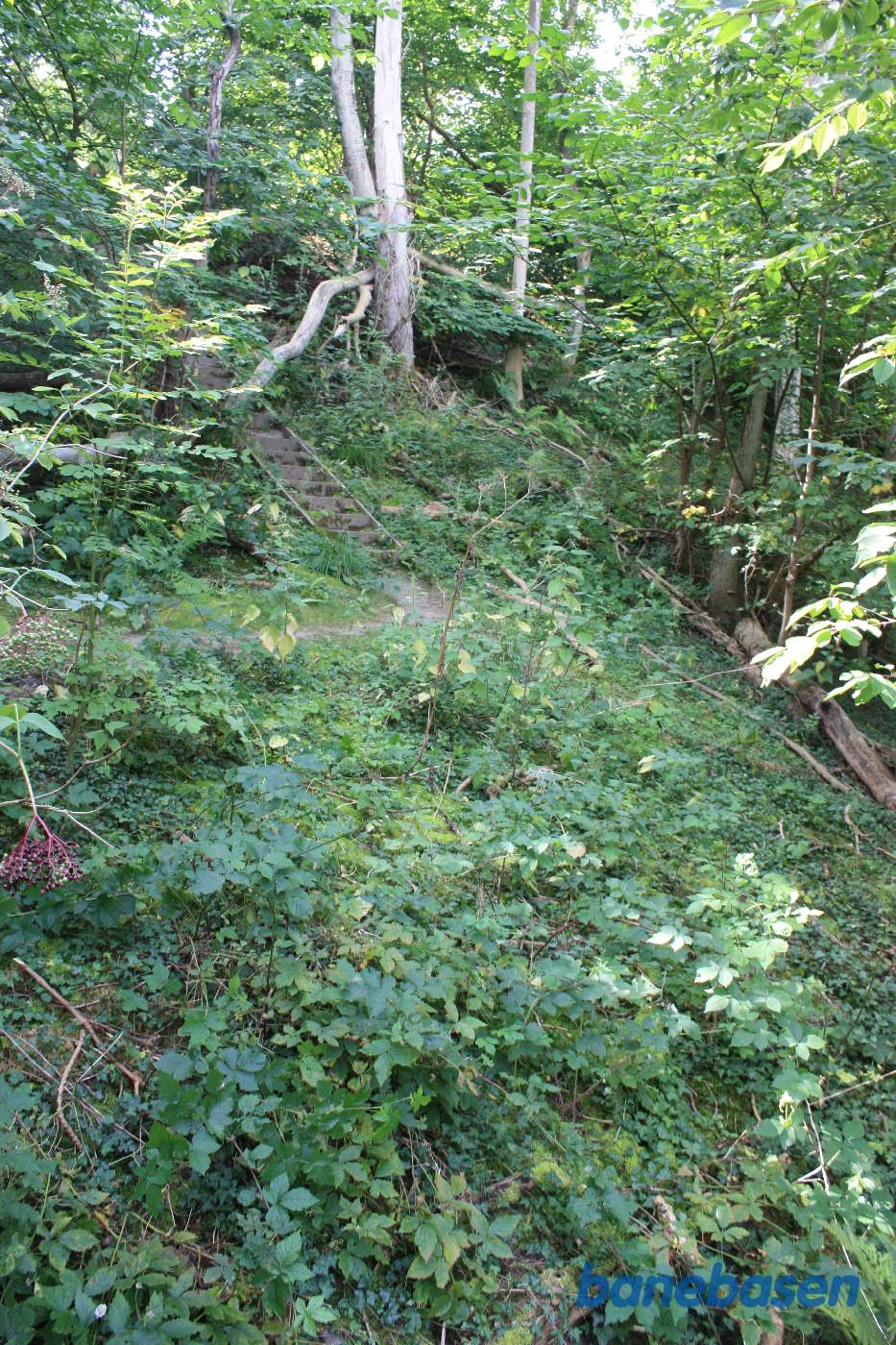 Banens tracé ligger dækket af træer og krat Banens tracé ligger dækket af træer og krat