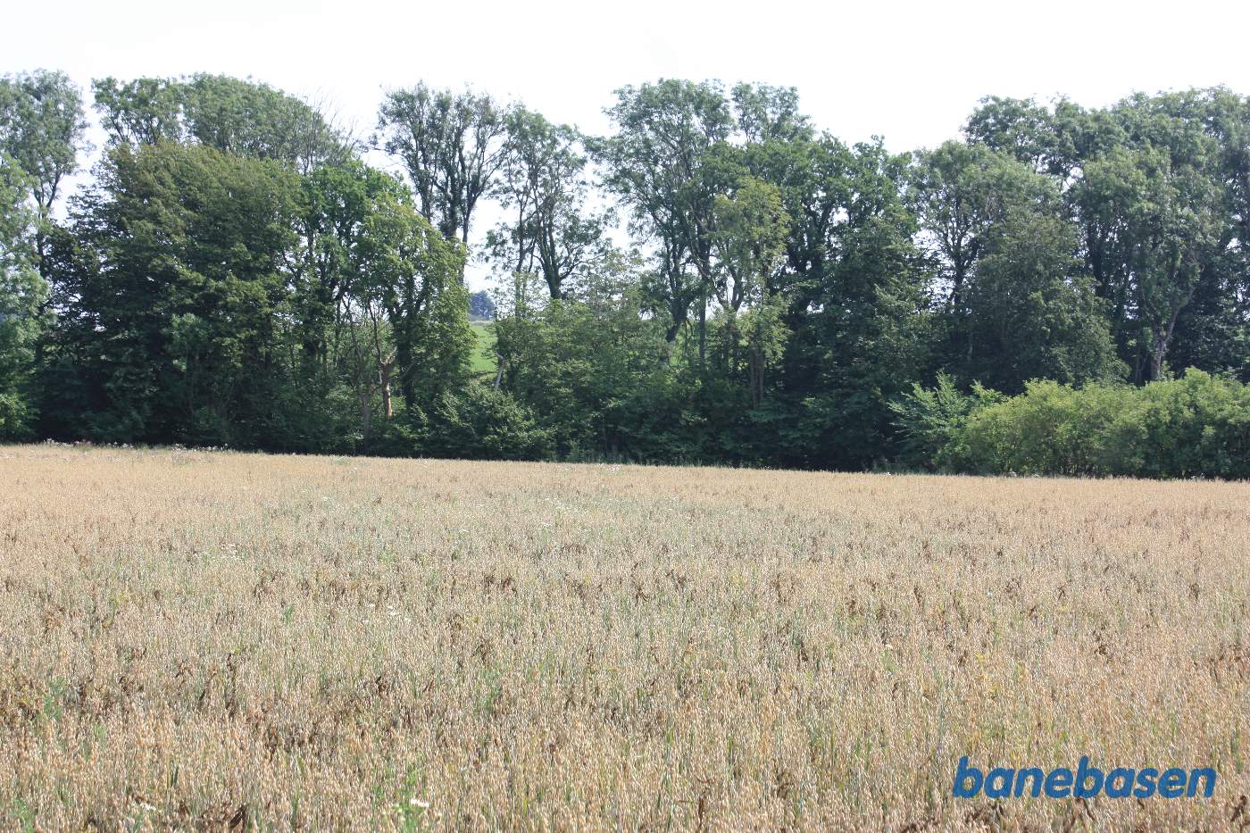 Vi er kommet over marken og kigger på Dynddalen, hvor banen kom ud. Vi ser mod Rønne