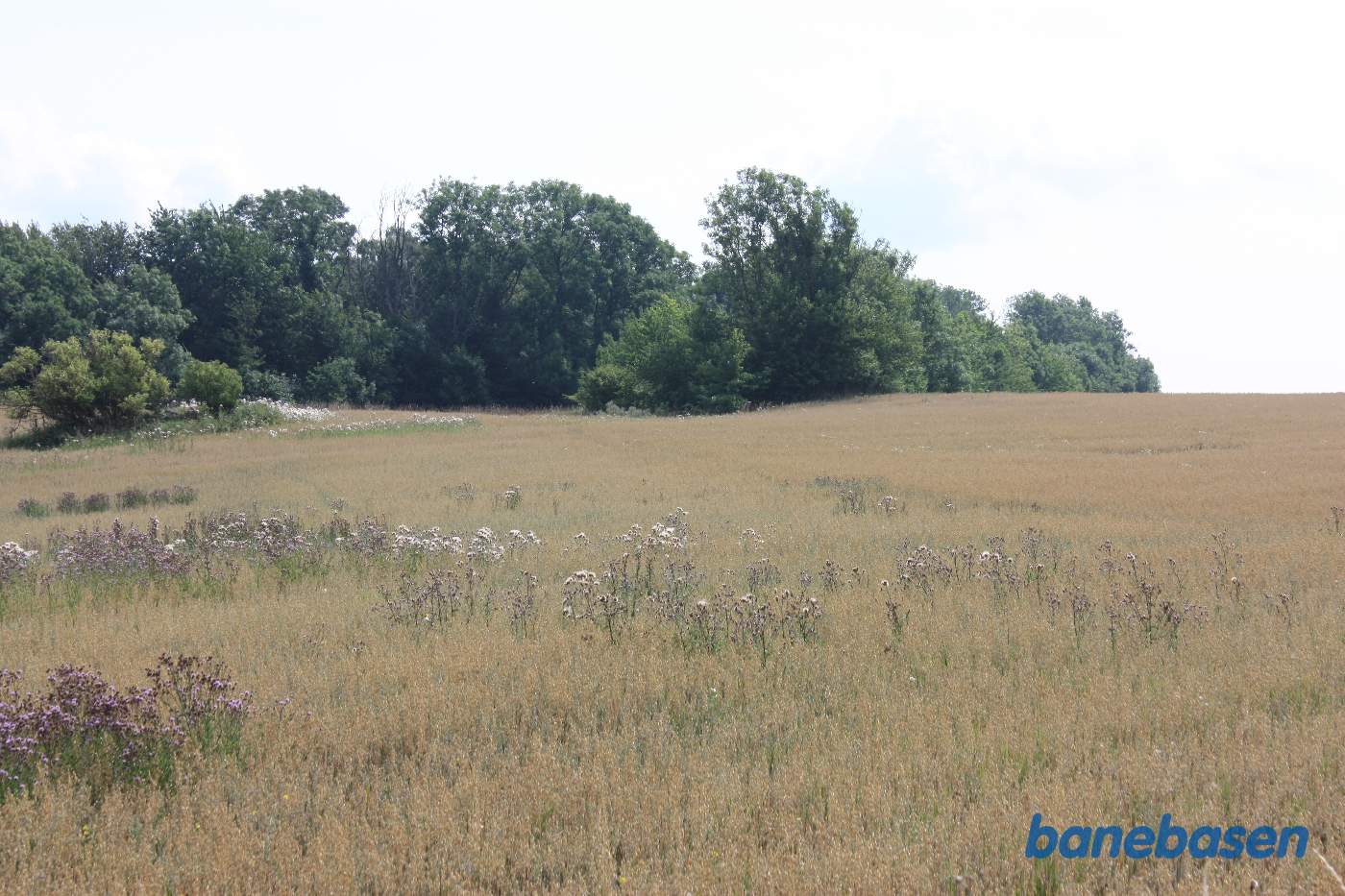 Banen kom ud fra træerne midt i billedet og løb i en blød bue herover. Vi ser mod Rønne Banen kom ud fra træerne midt i billedet og løb i en blød bue herover. Vi ser mod Rønne