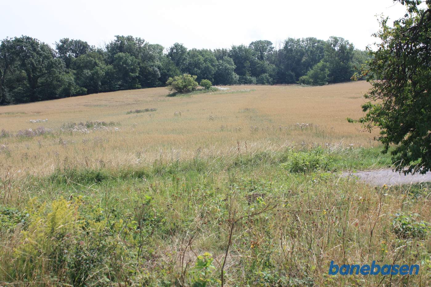 Vi er på toppen af banedæmningen. Banen kom ud fra træerne skråt til højre i billedet og løb i en blød bue herover. Vi ser mod Rønne
