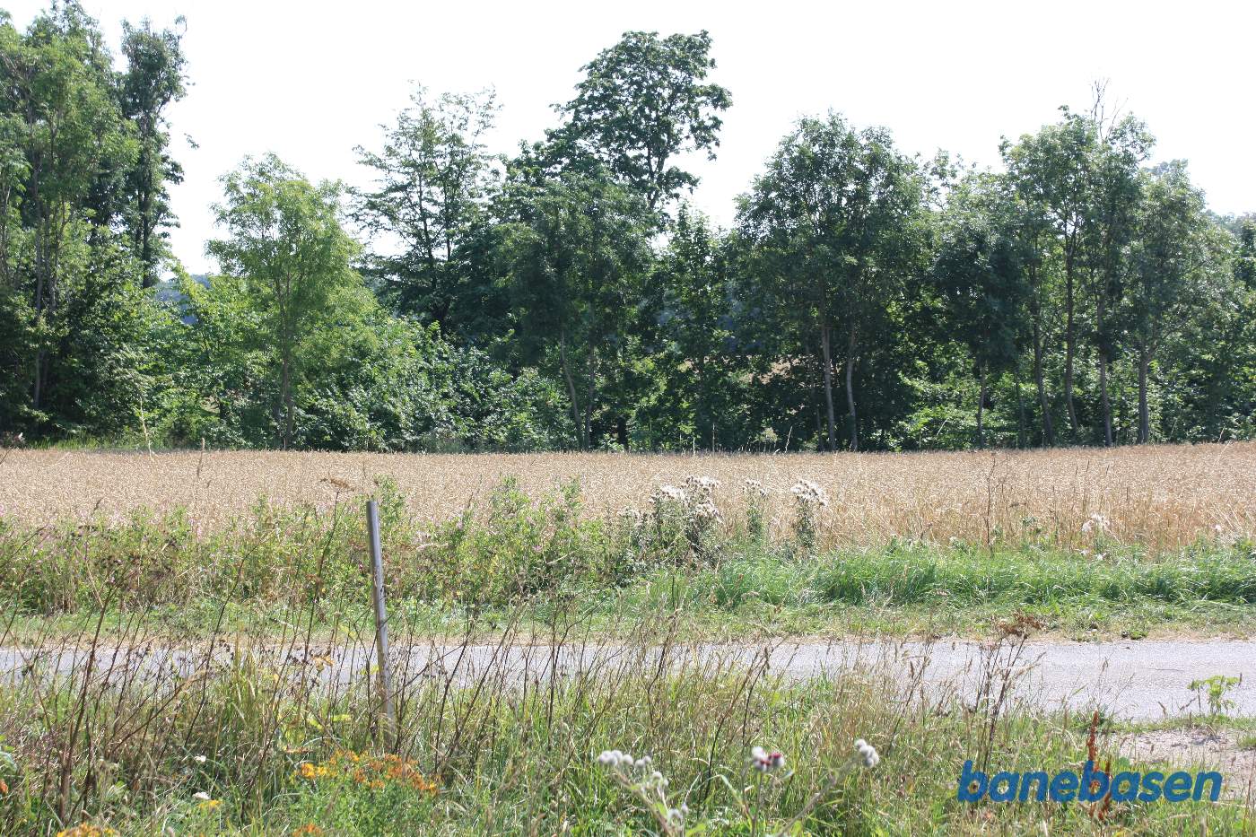Vi er på Kåsevej og banen kom ud mellem træerne lige overfor Vi er på Kåsevej og banen kom ud mellem træerne lige overfor