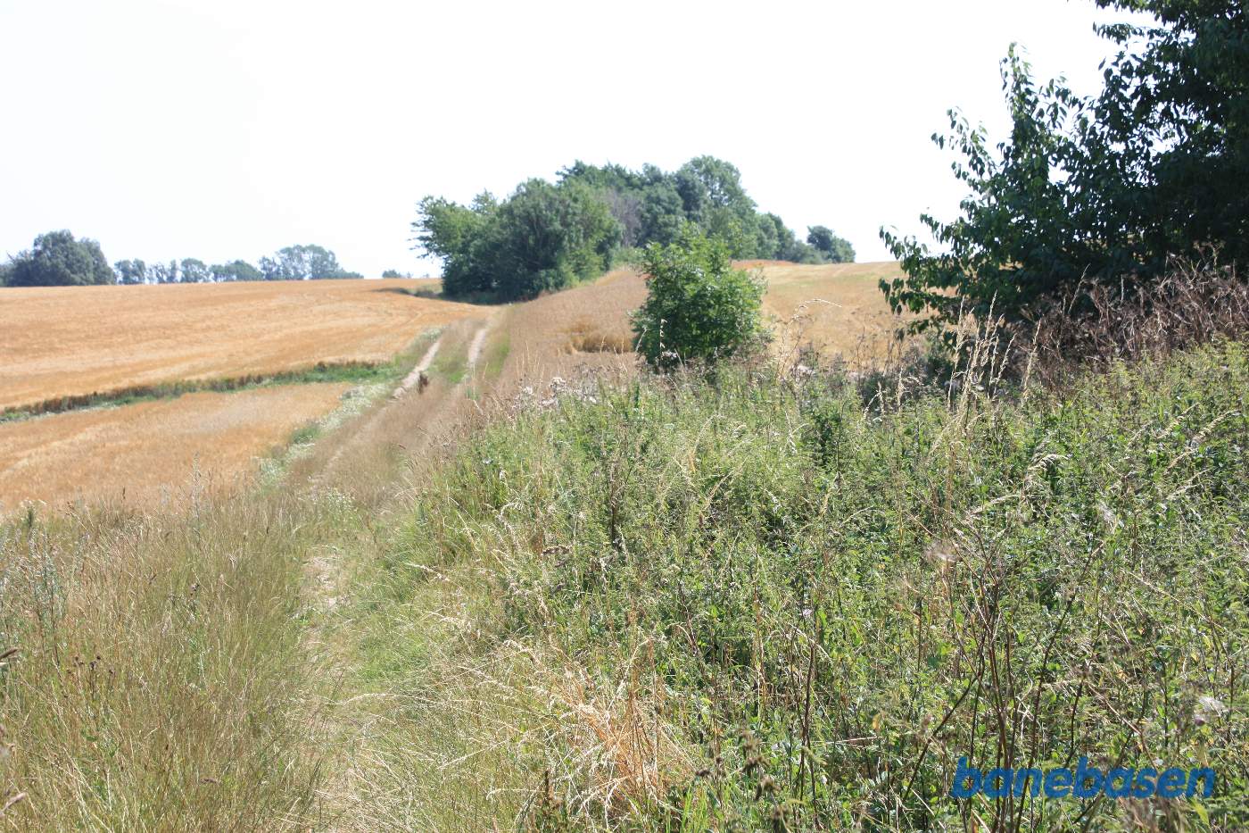 Vi står på marken mellem Risegård og Tejn Bjergegård og kigger mod Rønne. Udgravningen i trærækken ses midt i billedet, men resten af banedæmningen er væk