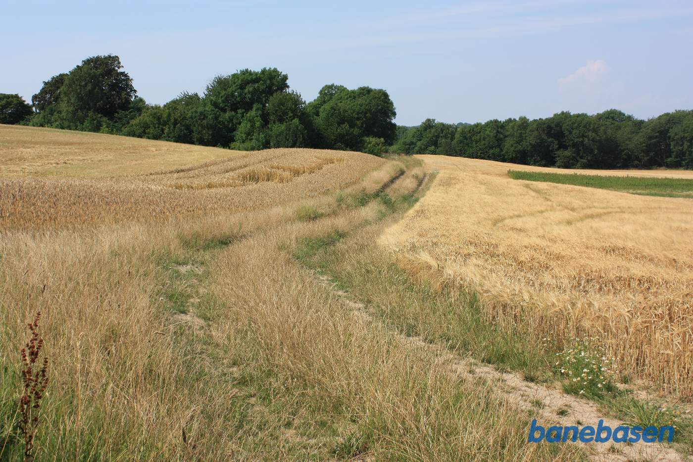 Vi står på marken mellem Risegård og Tejn Bjergegård og kigger mod Sandvig. Banen ramte træerne lige midt i billedet, hvor hjulsporet går ind