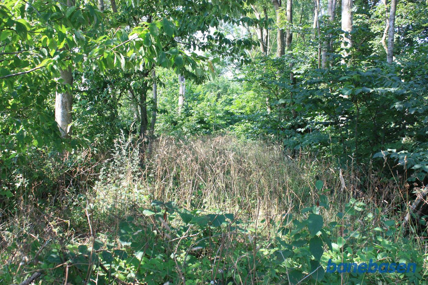 Vi er bagved Tejn Bjergegård og kigger mod Sandvig. Banedæmningen er fuldstændig groet til