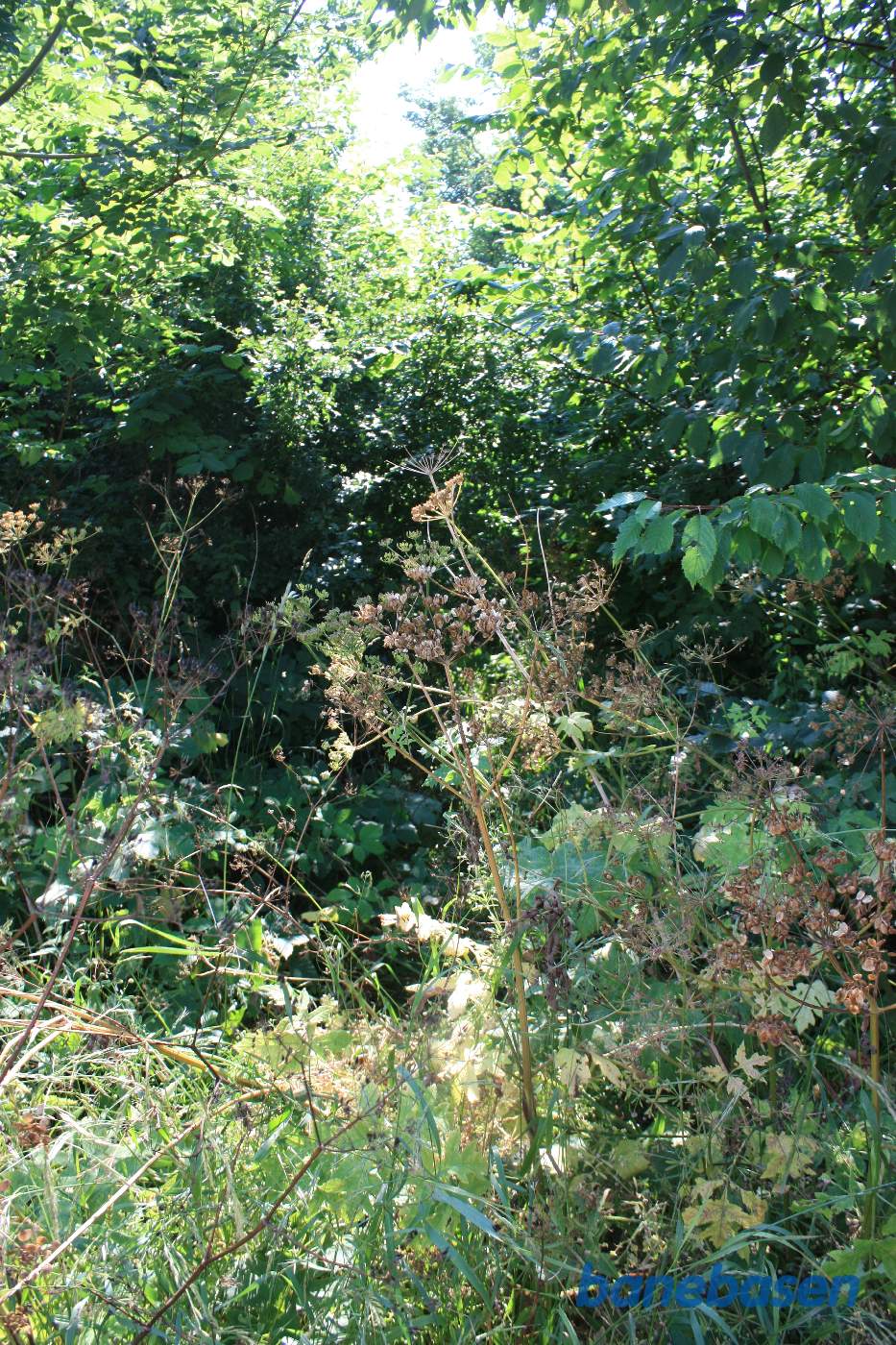 Naturstien ender ved den overgroede Møllebæk, vi ser i retning Rønne