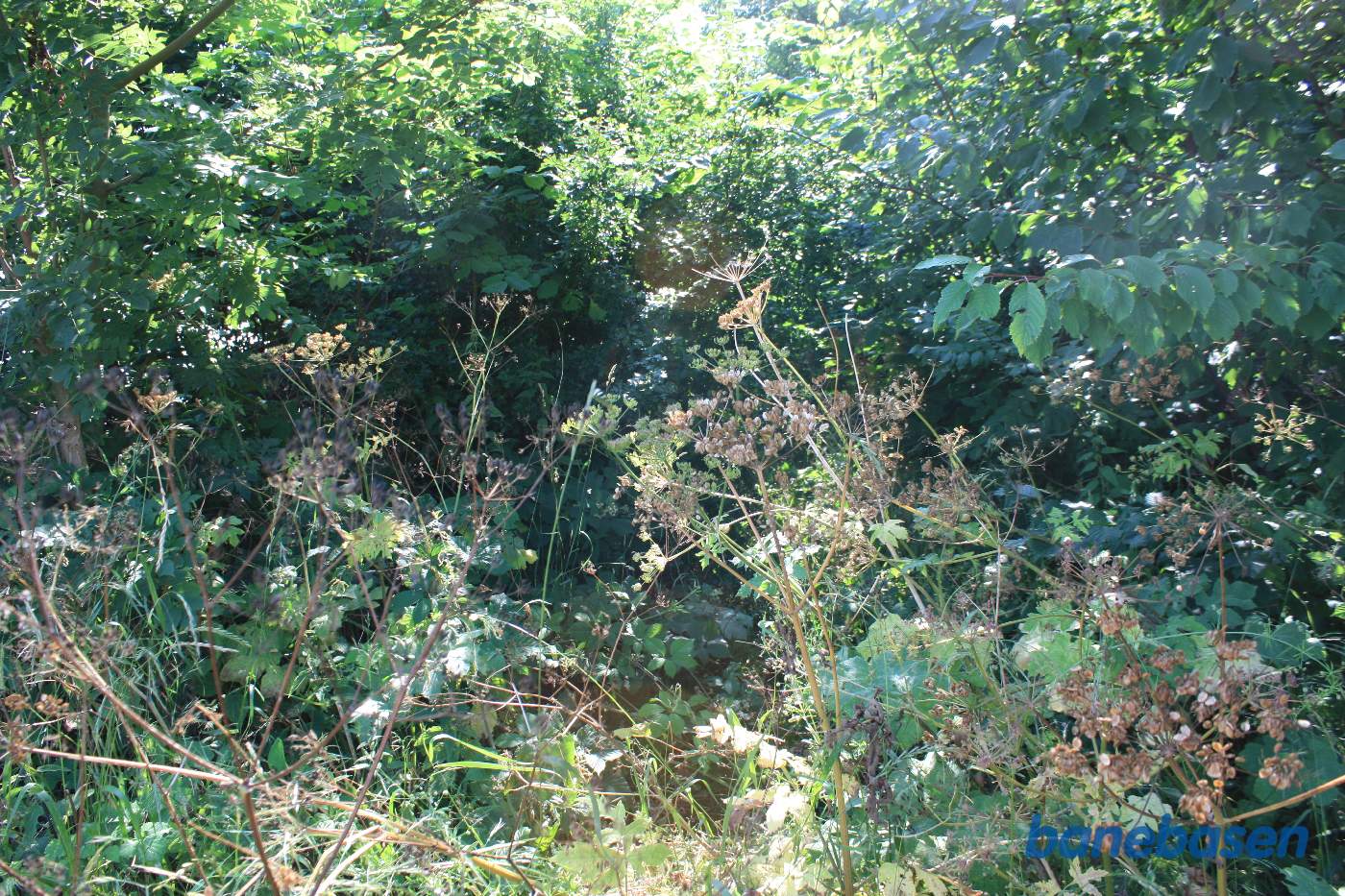 Naturstien ender ved den overgroede Møllebæk, vi ser i retning Rønne Naturstien ender ved den overgroede Møllebæk, vi ser i retning Rønne