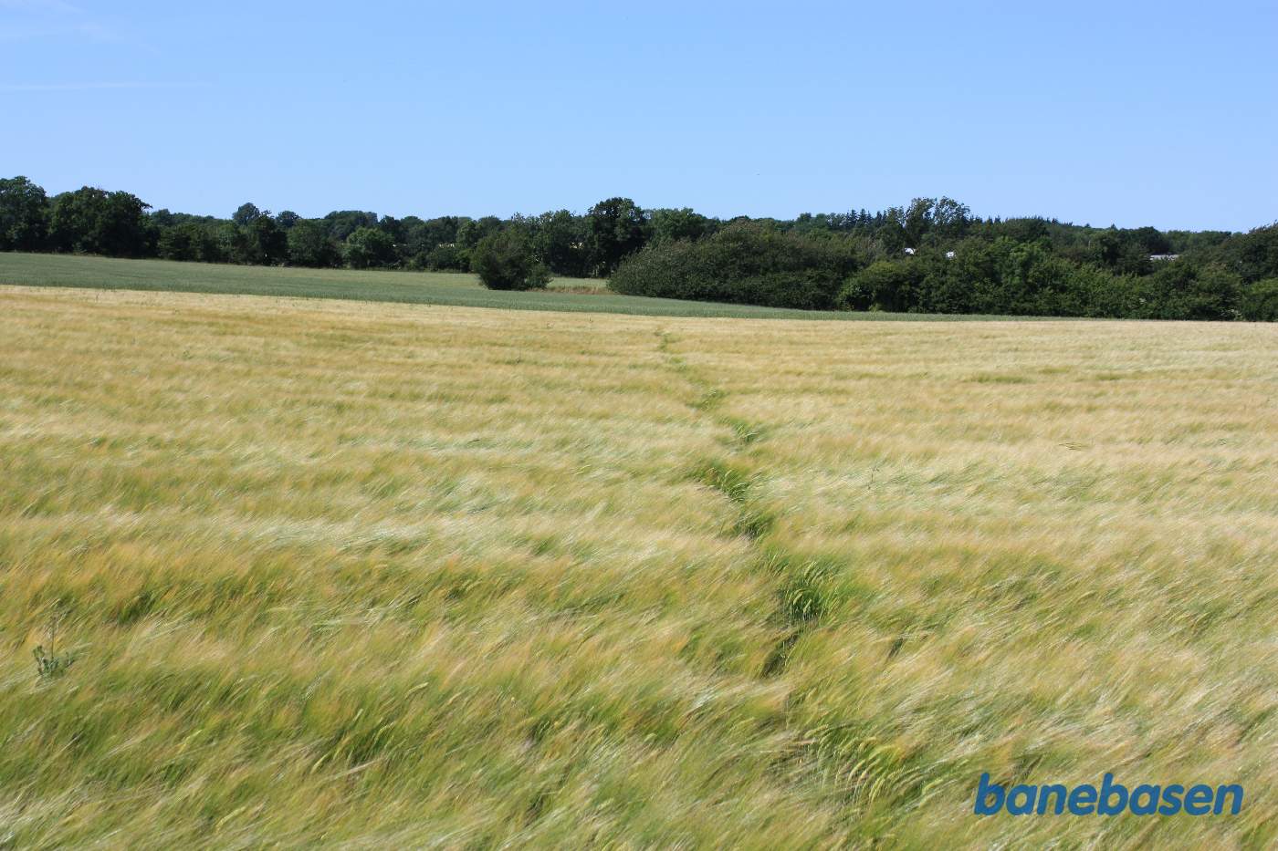 Vi står midt på marken, hvor den dybe udgravning er fyldt op. Fotografens spor i kornet markerer, hvor banen gik midt i billedet. Vi kigger mod Sandvig Vi står midt på marken, hvor den dybe udgravning er fyldt op. Fotografens spor i kornet markerer, hvor banen gik midt i billedet. Vi kigger mod Sandvig