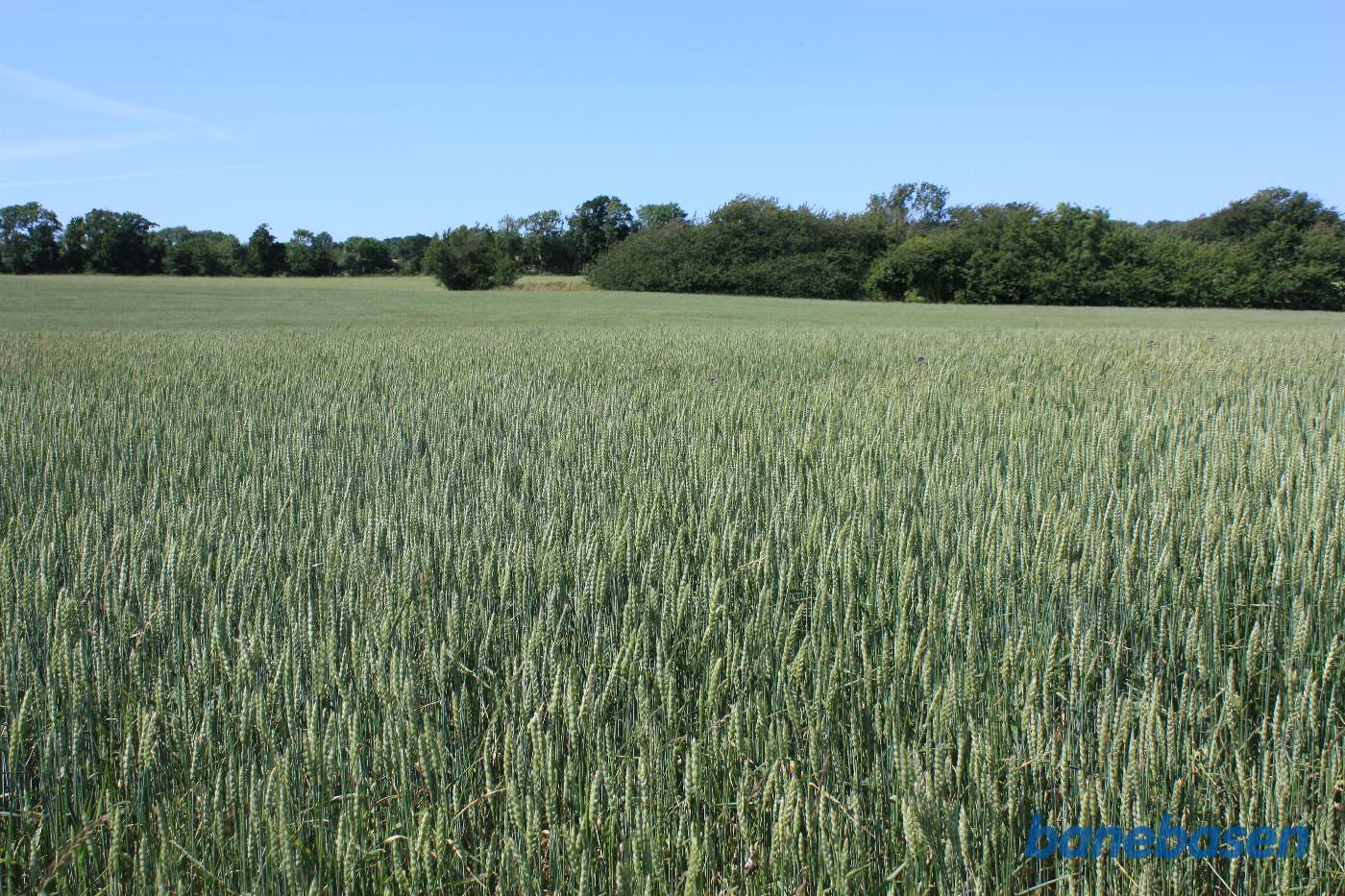 Vi står midt på marken, hvor den dybe udgravning er fyldt op og kigger mod Sandvig. Banen gik midt i billedet over mod træerne Vi står midt på marken, hvor den dybe udgravning er fyldt op og kigger mod Sandvig. Banen gik midt i billedet over mod træerne