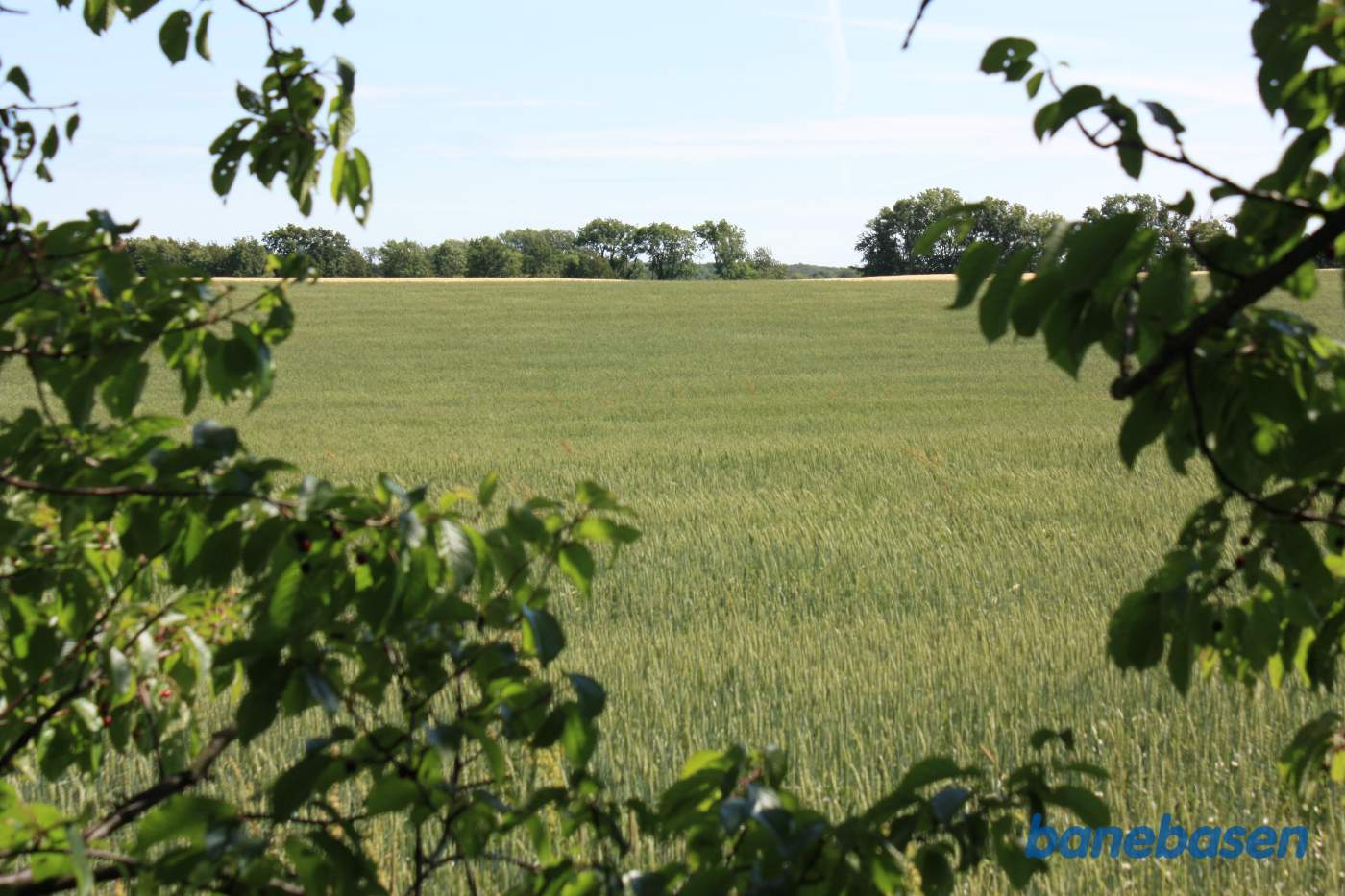 Vi står inde mellem træerne og kigger ud over marken i retning mod Rønne. Man kan stadig fornemme hvor udgravningen lå midt i billedet Vi står inde mellem træerne og kigger ud over marken i retning mod Rønne. Man kan stadig fornemme hvor udgravningen lå midt i billedet