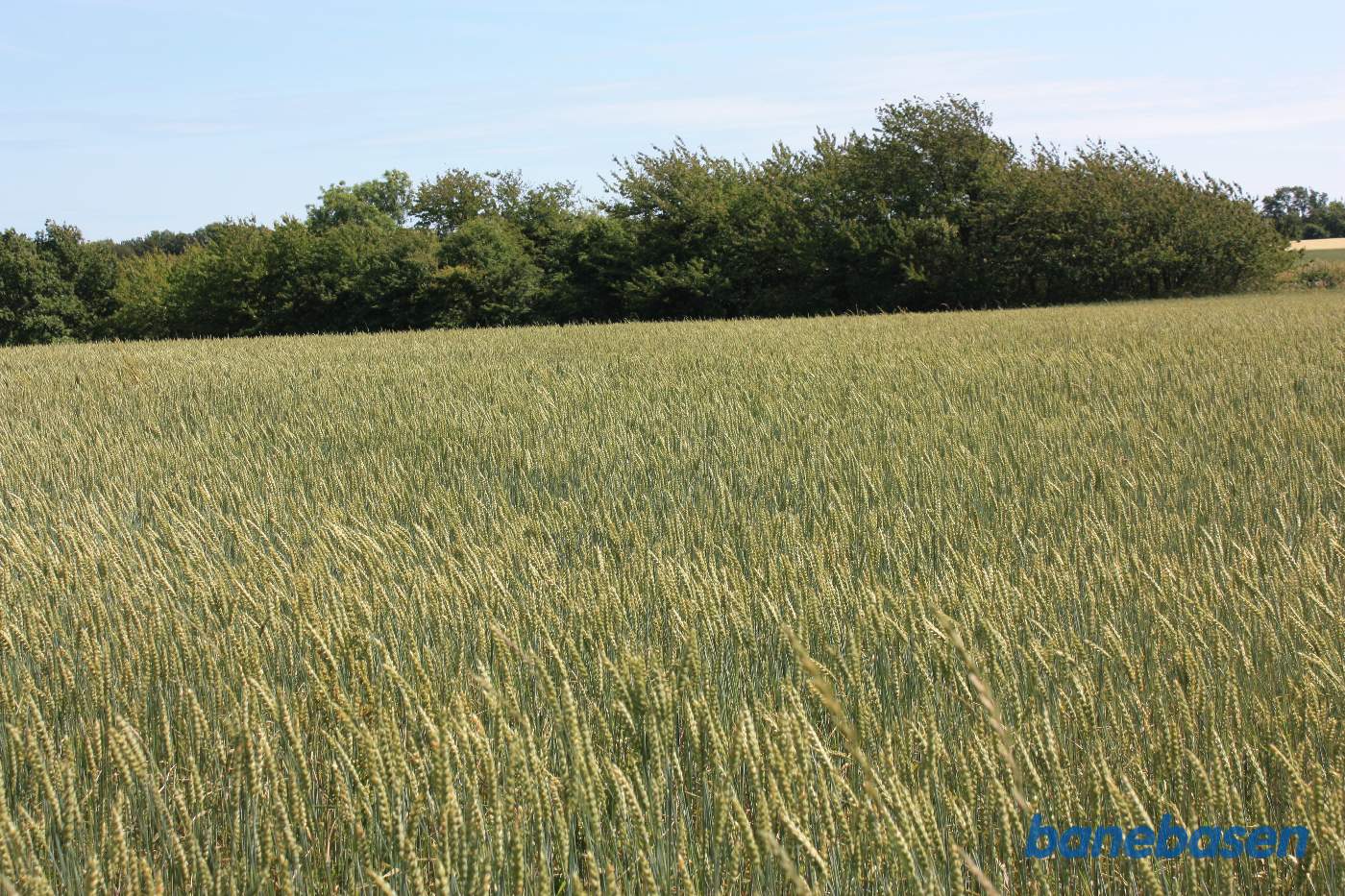 Vi står ved det næste markskel og kigger mod Rønne. Banen gik midt i billedet Vi står ved det næste markskel og kigger mod Rønne. Banen gik midt i billedet