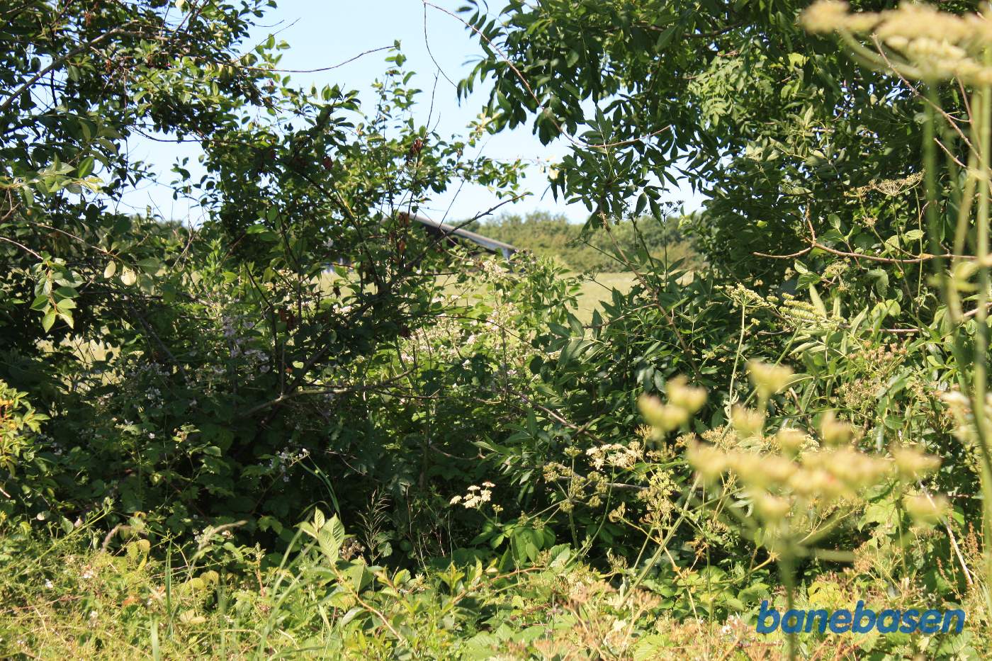 Vi står ved det næste markskel og kigger mod Sandvig Vi står ved det næste markskel og kigger mod Sandvig