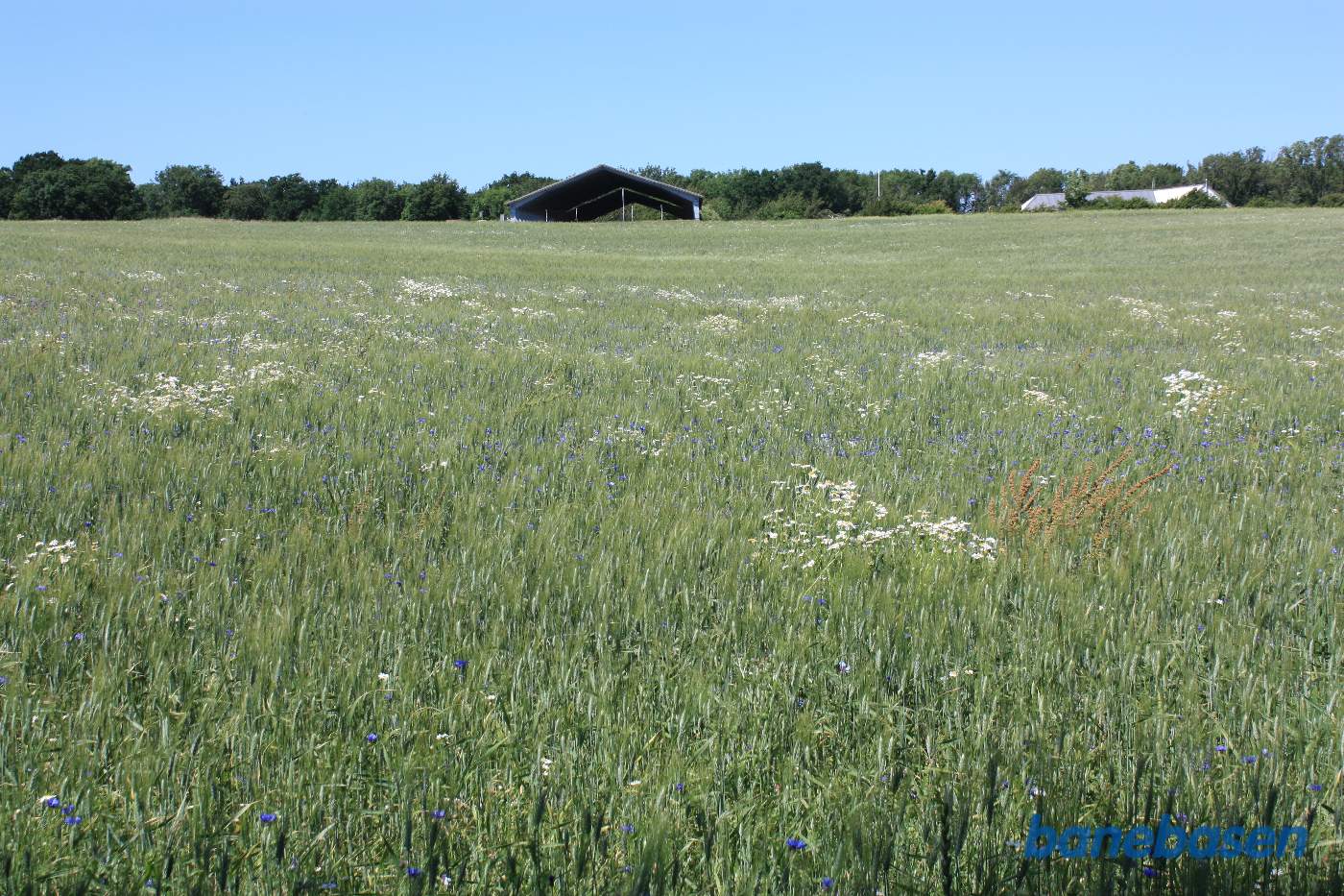 Vi står ved det næste markskel og kigger mod Sandvig. Banen gik midt i billedet