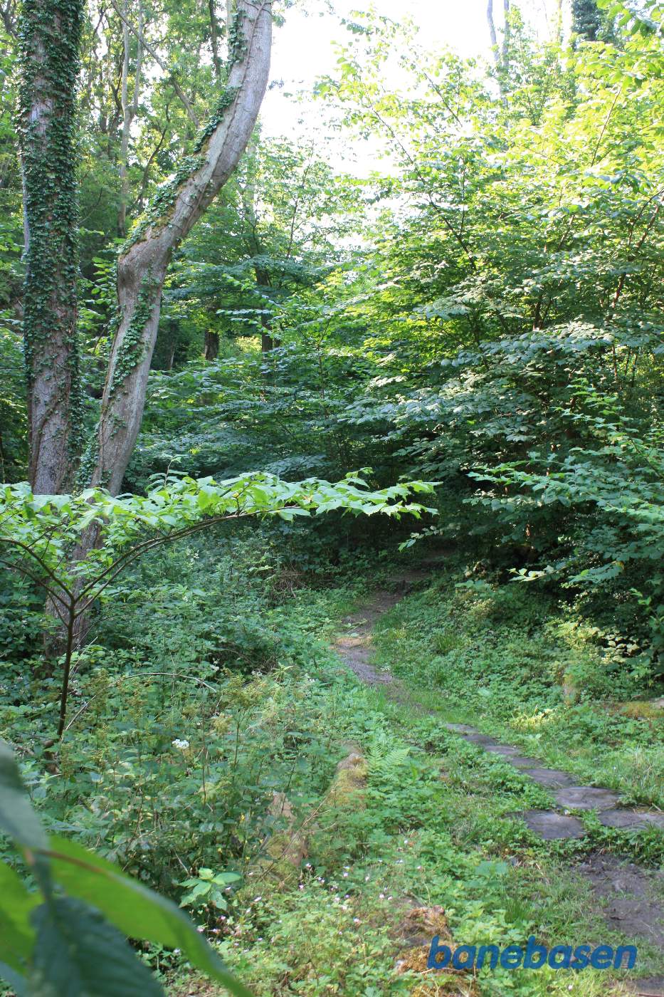 Banen krydser atter over en slugt der er godt tilgroet Banen krydser atter over en slugt der er godt tilgroet