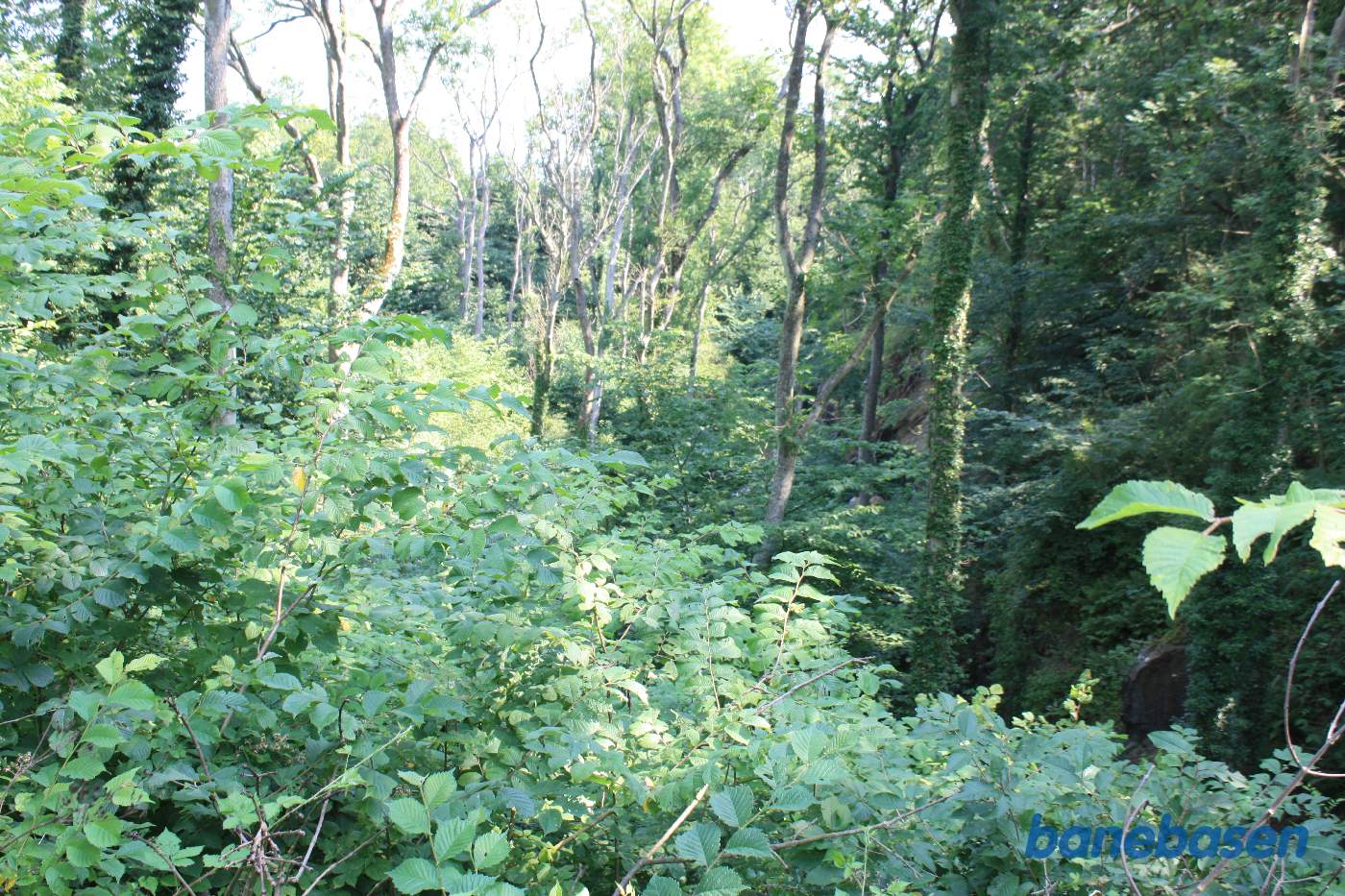 Banen krydser atter over en slugt der er godt tilgroet Banen krydser atter over en slugt der er godt tilgroet