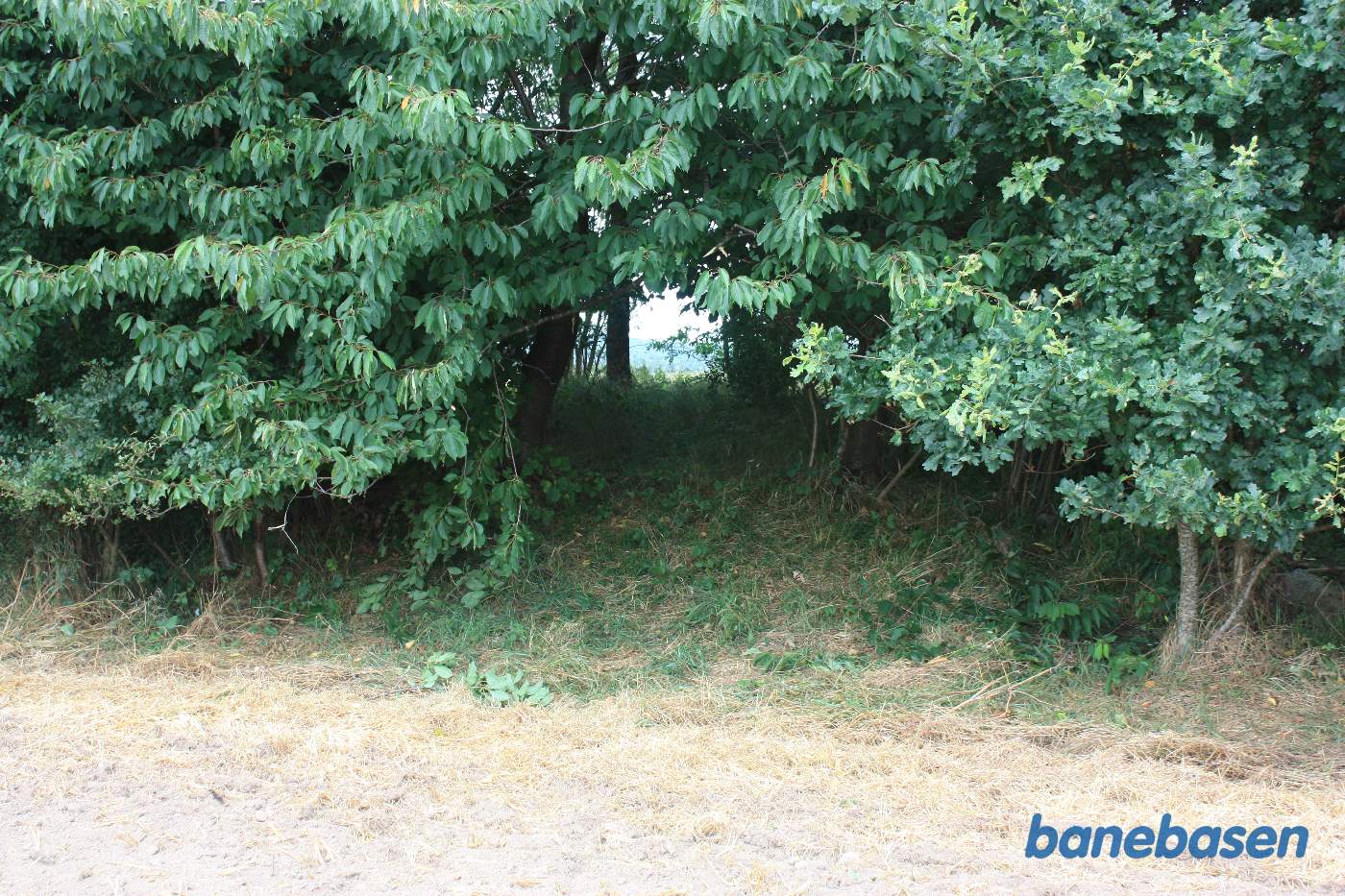 Vi står på marken og kigger ind og trærækken mellem markerne hvor Læså løber. Vi kigger mod Gudhjem