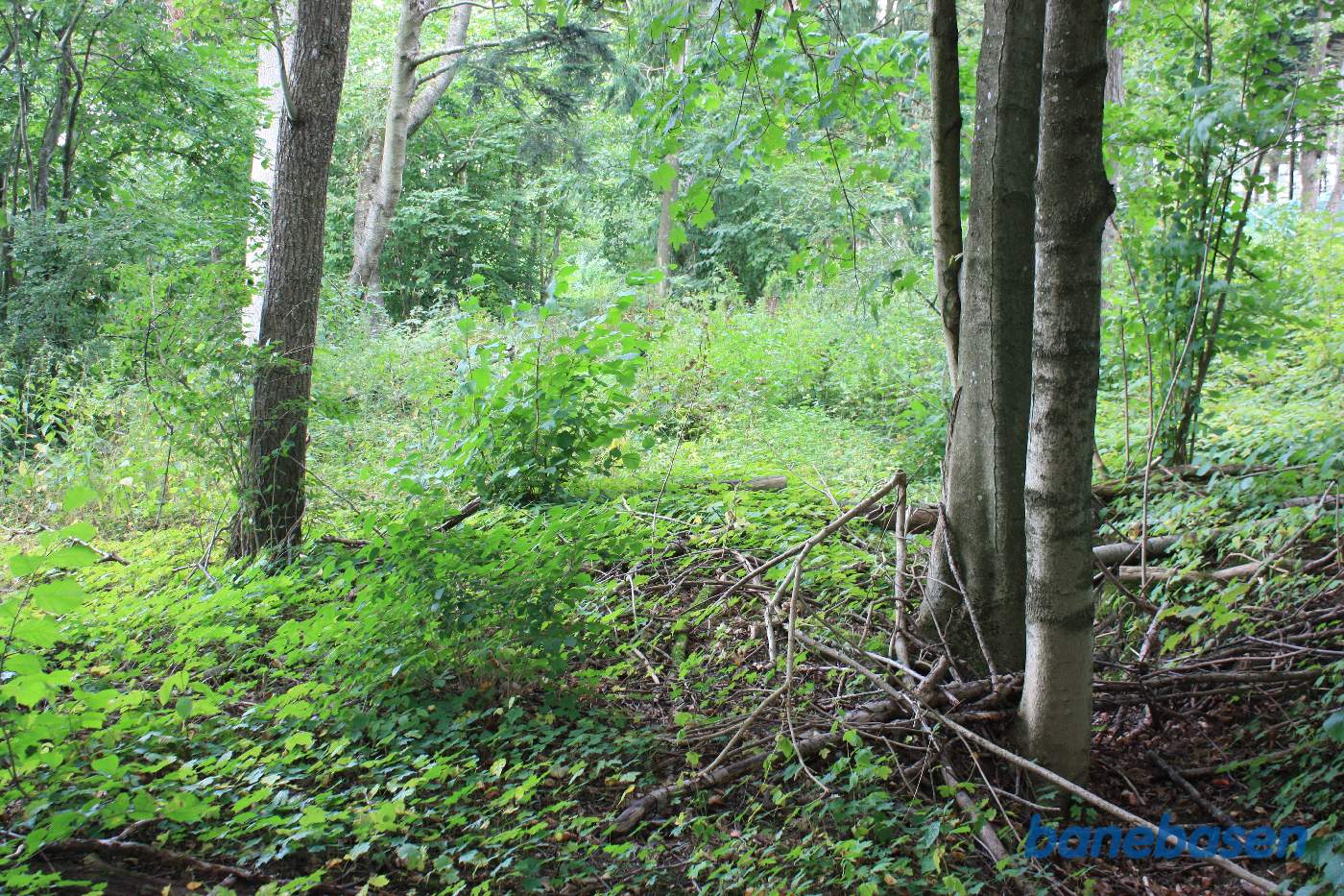 Vi er gået 10 meter ind i skoven og kigger mod Gudhjem. Tracéen er godt groet til og umulig at forcere Vi er gået 10 meter ind i skoven og kigger mod Gudhjem. Tracéen er godt groet til og umulig at forcere