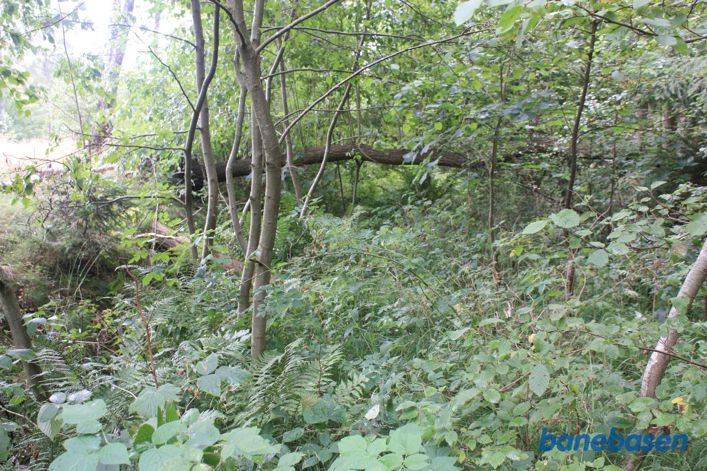 Vi er inde i skoven, og står på banens tracé, men det kan man ikke se. Vi kigger mod Aakirkeby Vi er inde i skoven, og står på banens tracé, men det kan man ikke se. Vi kigger mod Aakirkeby