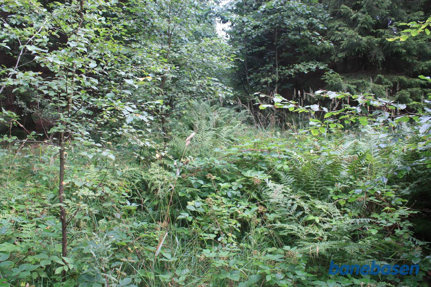 Vi er inde i skoven, og står på banens tracé, men det kan man ikke se. Vi kigger mod Gudhjem