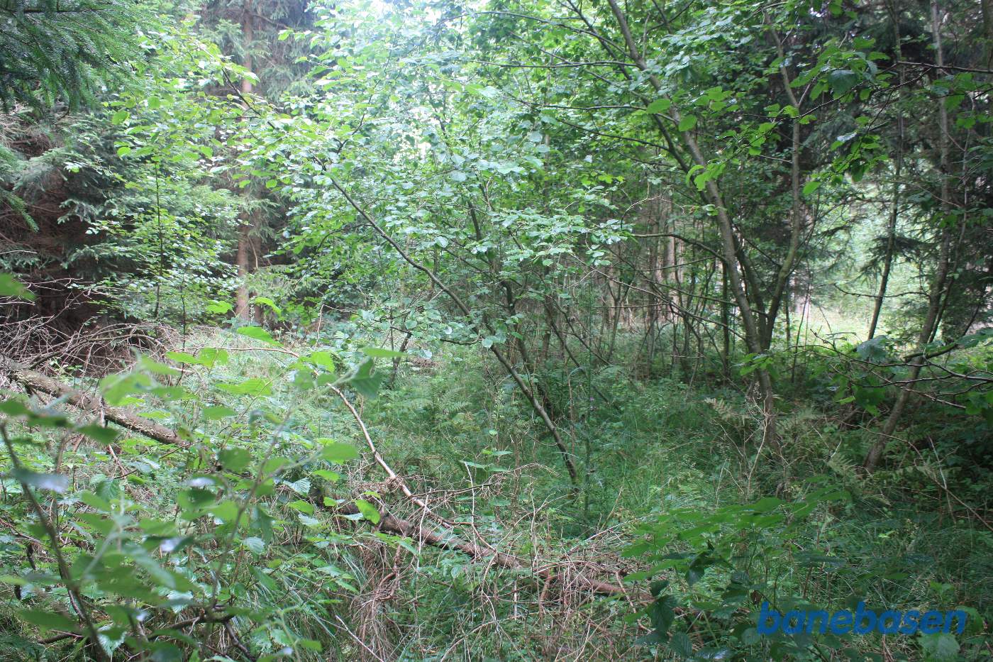 Vi står på en skovvej og kigger mod Aakirkeby. Tracéen er helt overgroet Vi står på en skovvej og kigger mod Aakirkeby. Tracéen er helt overgroet