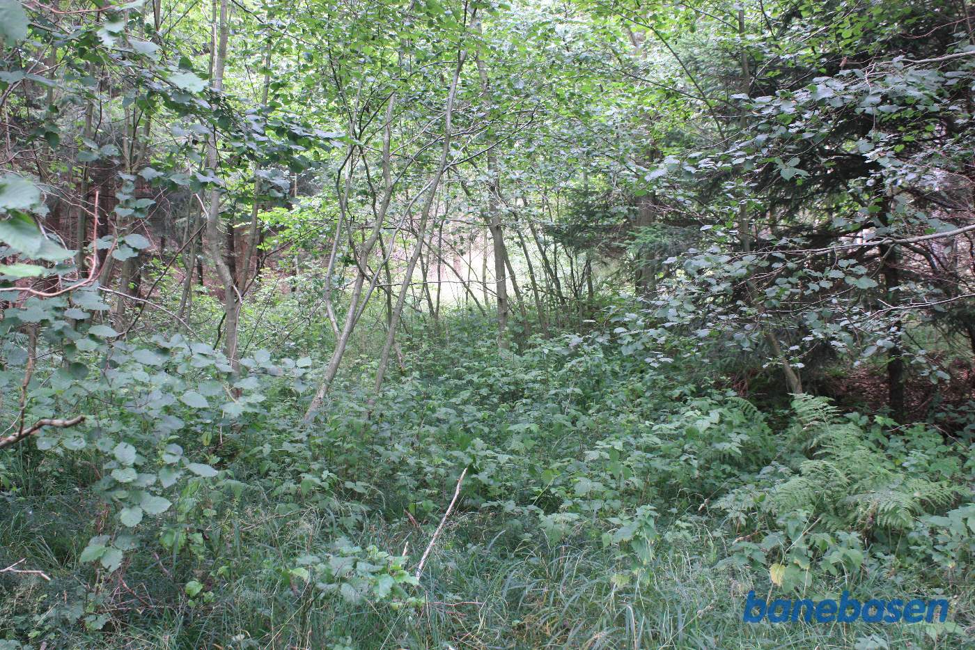 Vi står på en skovvej og kigger mod Gudhjem. Tracéen er helt overgroet Vi står på en skovvej og kigger mod Gudhjem. Tracéen er helt overgroet