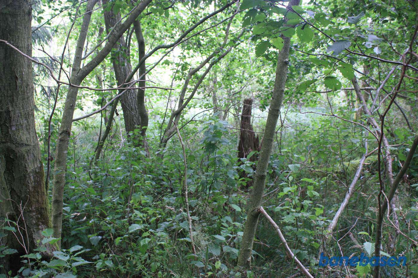 Vi er ved kanten af Iglemosen og kigger mod Aakirkeby