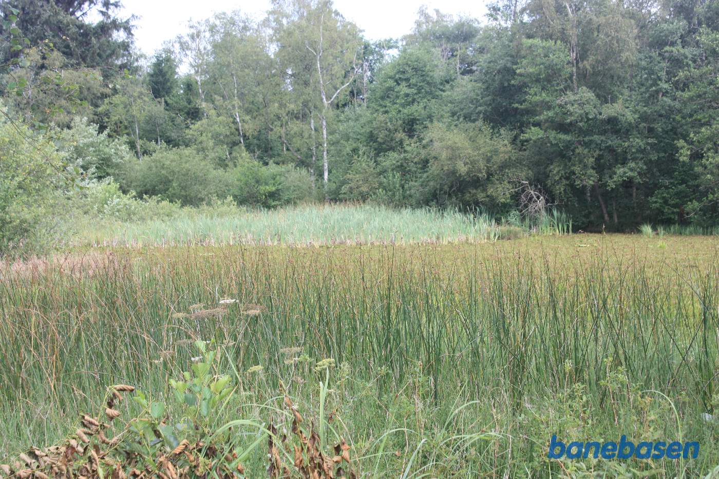 Vi er ved kanten af Iglemosen og kigger mod Gudhjem. Et naturgenopretningsprojekt, har totalt fjernet banens tracé på dette sted, men banen løb midt i billedet