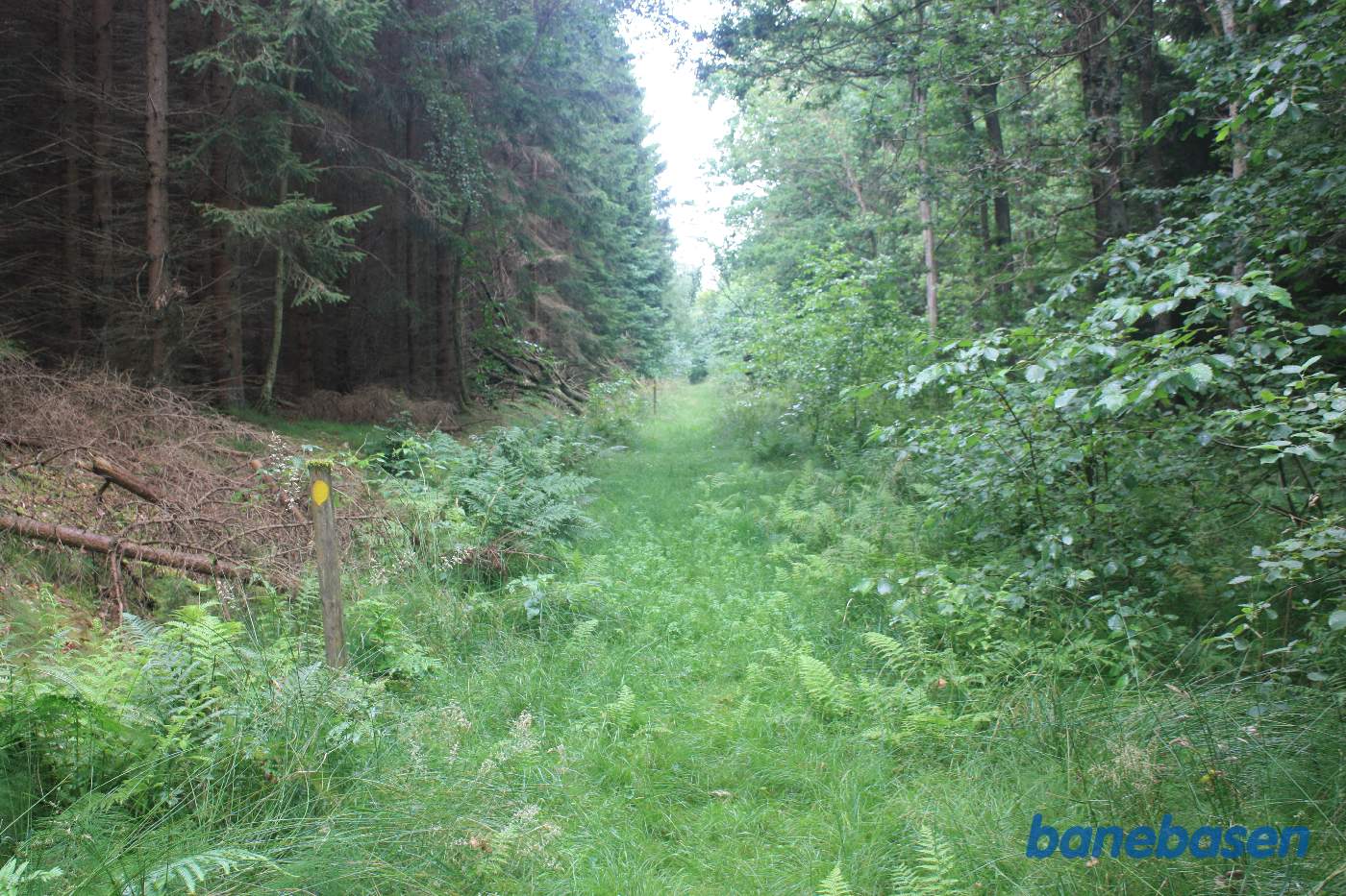 Vi står på banens tracé, midt inde i skoven, og kigger mod Aakirkeby