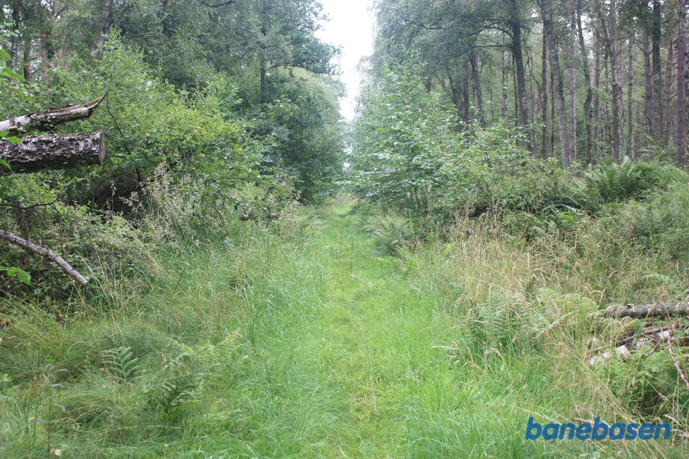 Vi står på banens tracé, midt inde i skoven, og kigger mod Gudhjem