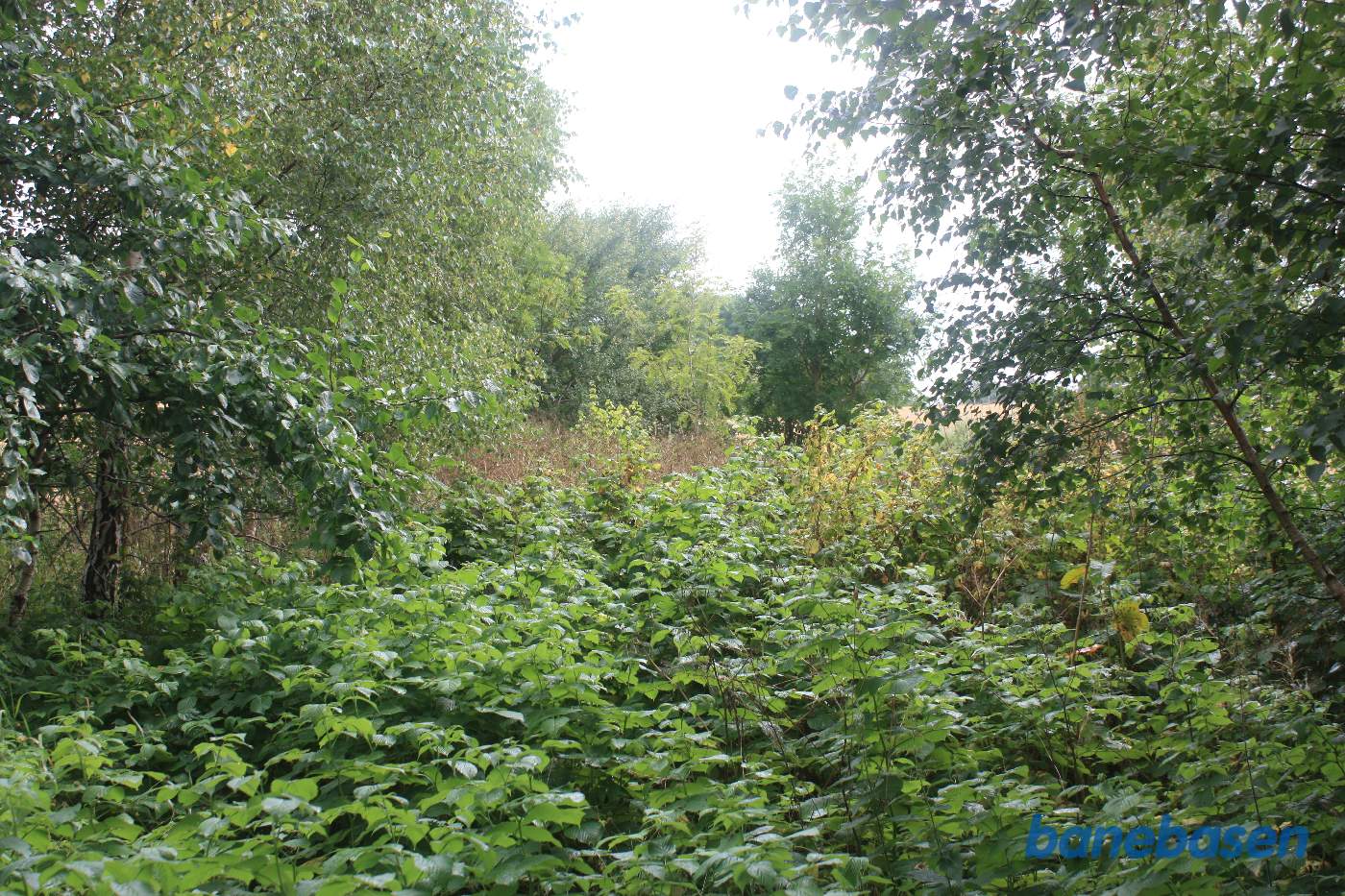 Vi står på banens tracé og kigger mod Gudhjem, hvor haven går over i vild natur Vi står på banens tracé og kigger mod Gudhjem, hvor haven går over i vild natur